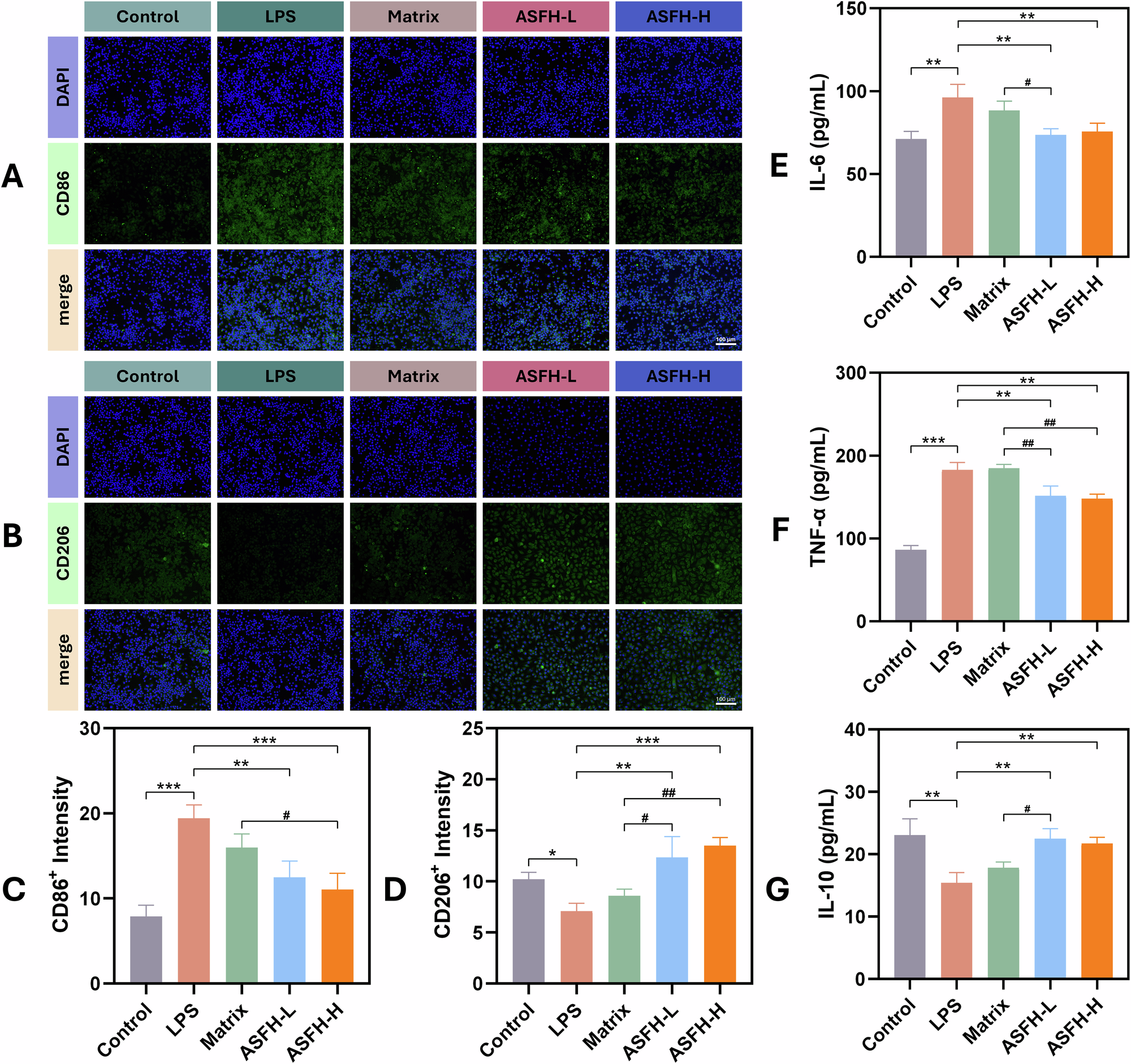 Fig. 9: Hydrogel extracts reverse LPS-induced inflammation activation in RAW264.7 macrophages.