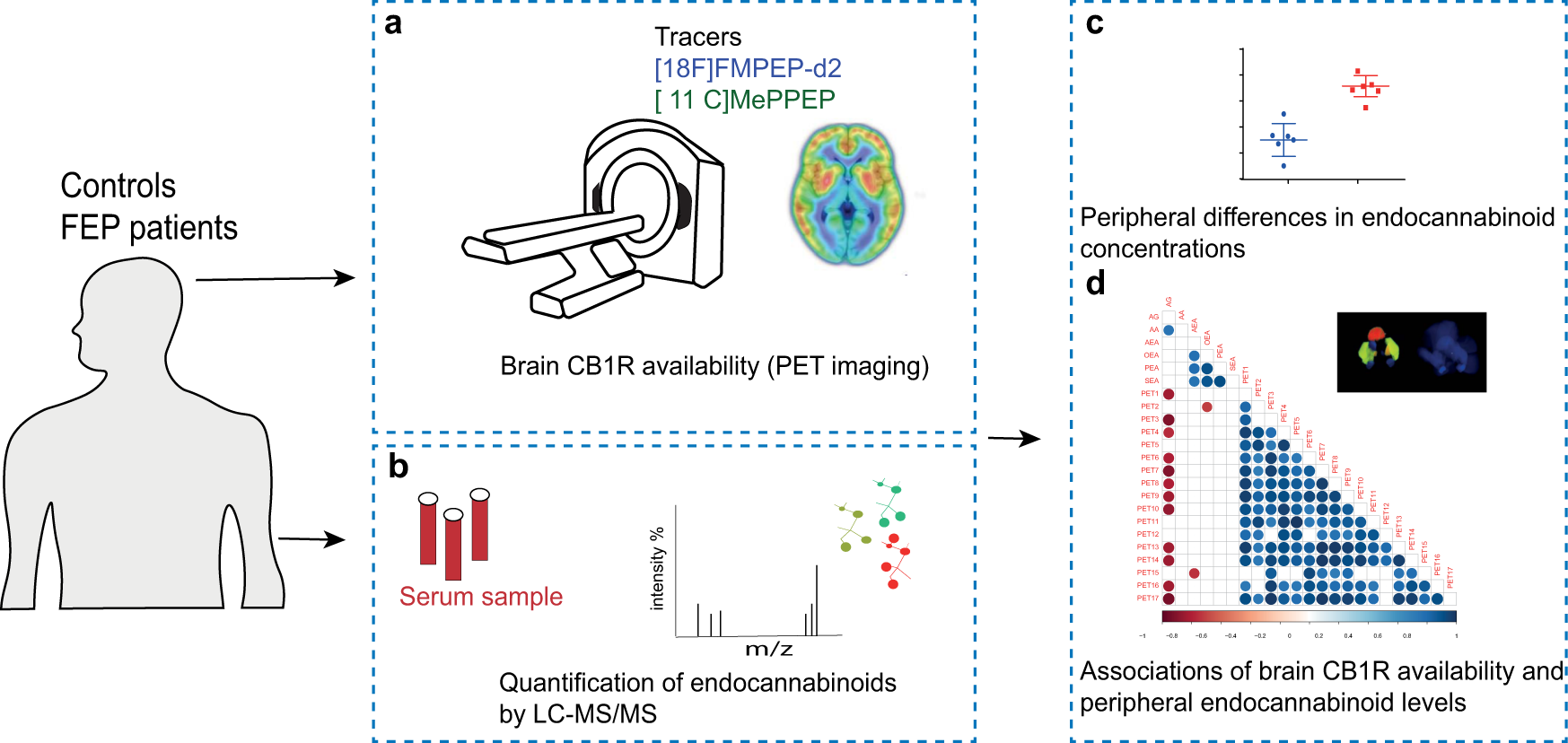 Fig. 1: An overview of the experimental design to study associations between brain CB1R availability and circulating endocannabinoids.