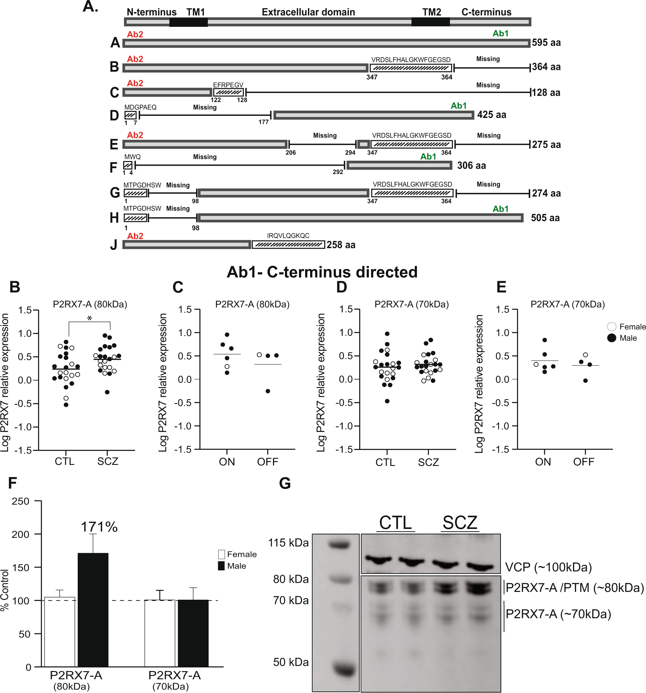 Fig. 2: P2RX7 protein expression in the DLPFC.