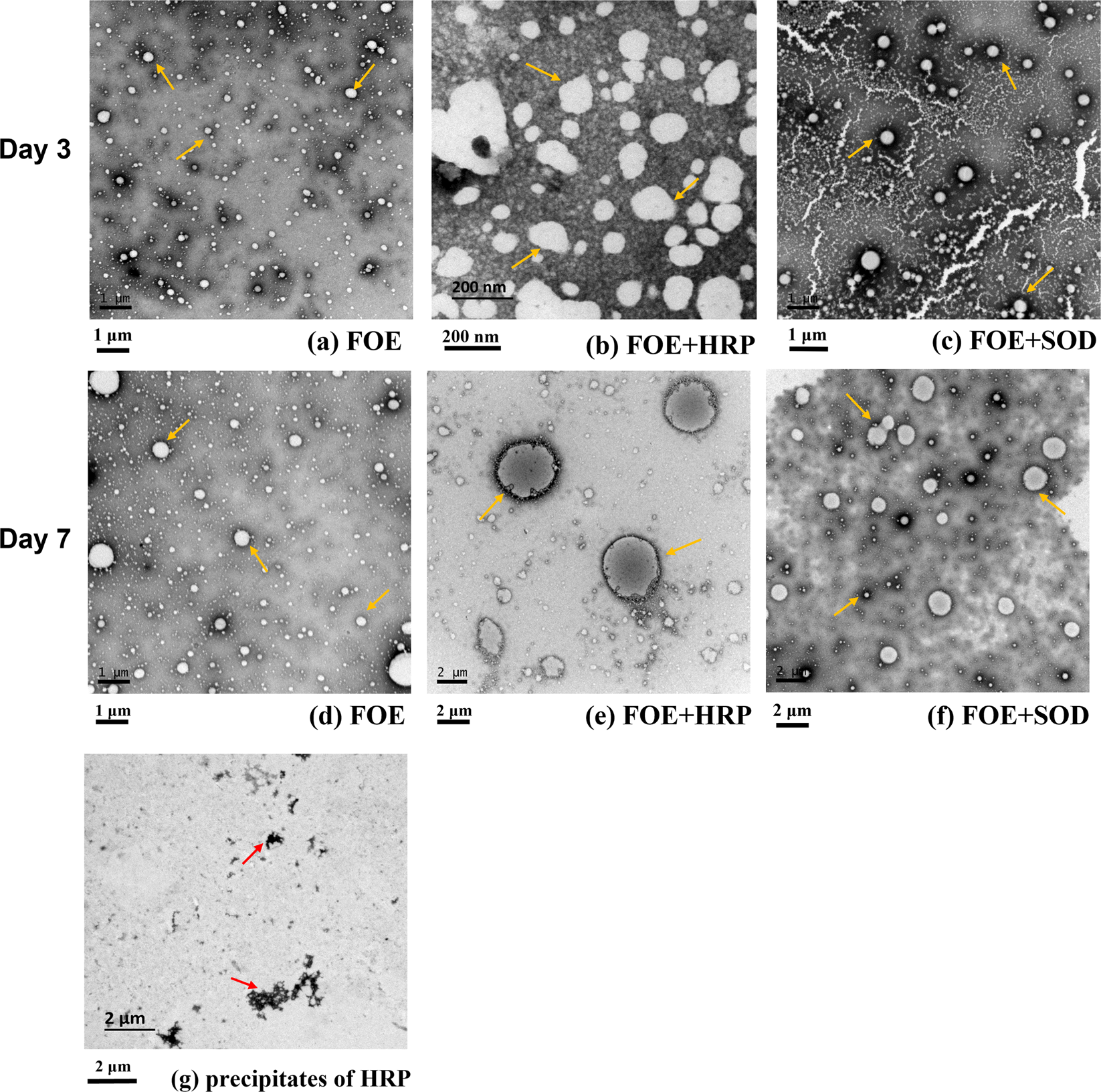 Fig. 4: TEM observation of fish oil emulsion in the presence of HRP and SOD.