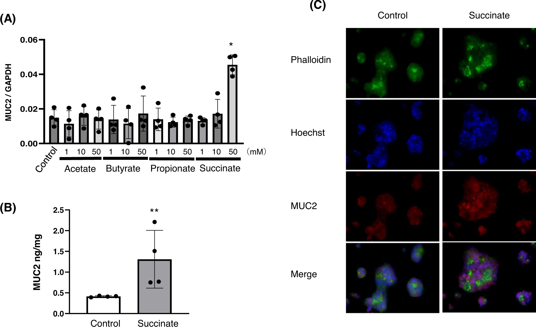 Fig. 5: Mucin 2 (MUC2) production in colon mucus cells, LS174T cells.
