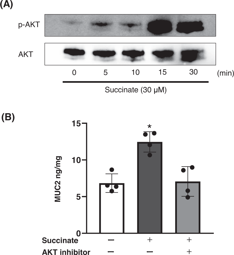 Fig. 6: AKT pathway in colon mucus production.
