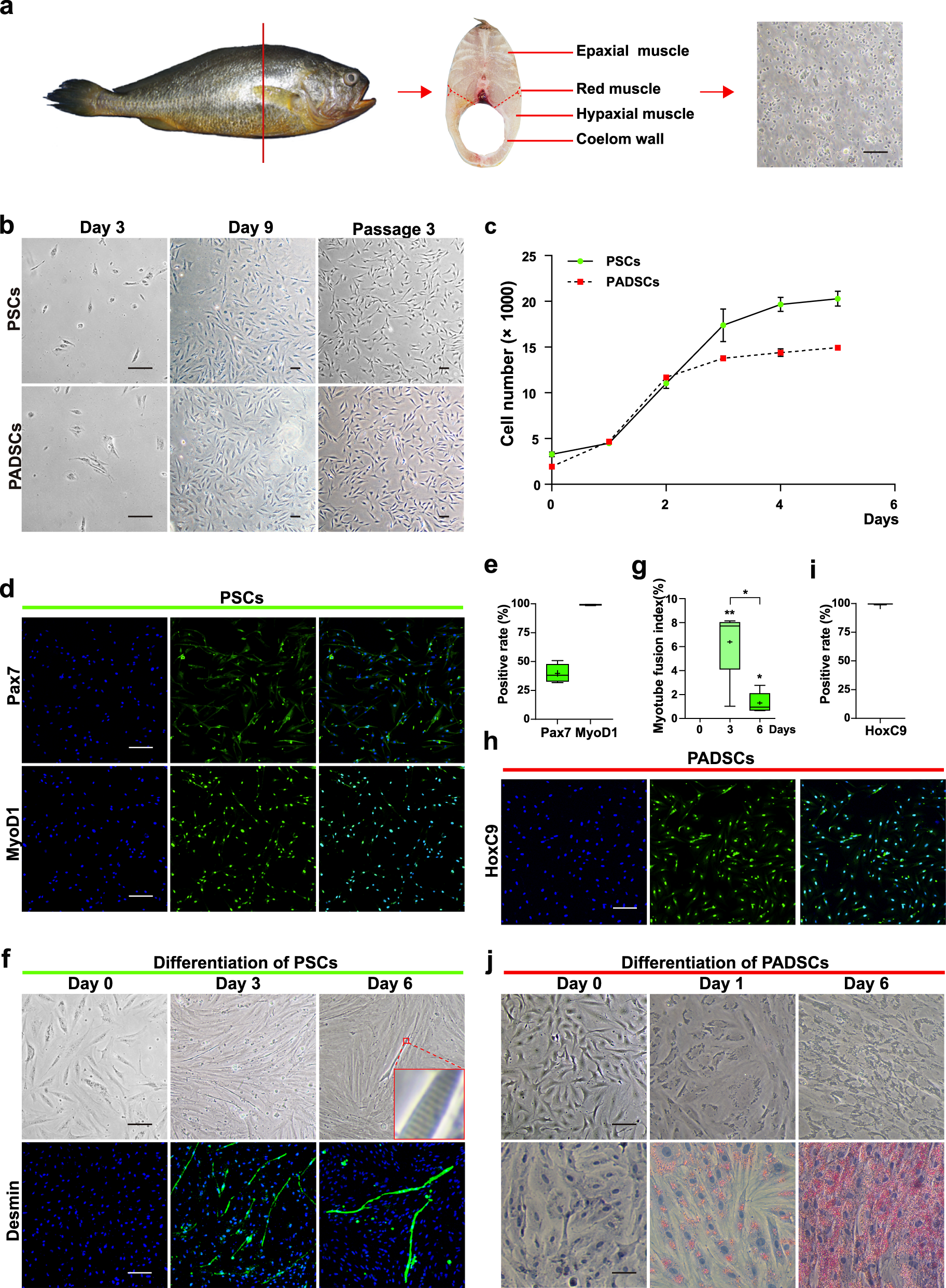 Tissue-like cultured fish fillets through a synthetic food