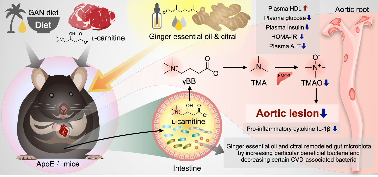 Fig. 5: GEO and citral prevents cardiovascular disease and ameliorates atherosclerosis through gut microbiota and TMAO modulation.