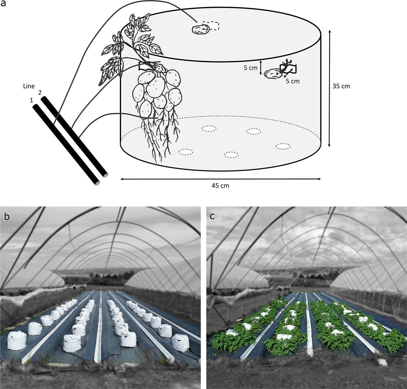 Economic feasibility of adopting a hydroponics system on substrate