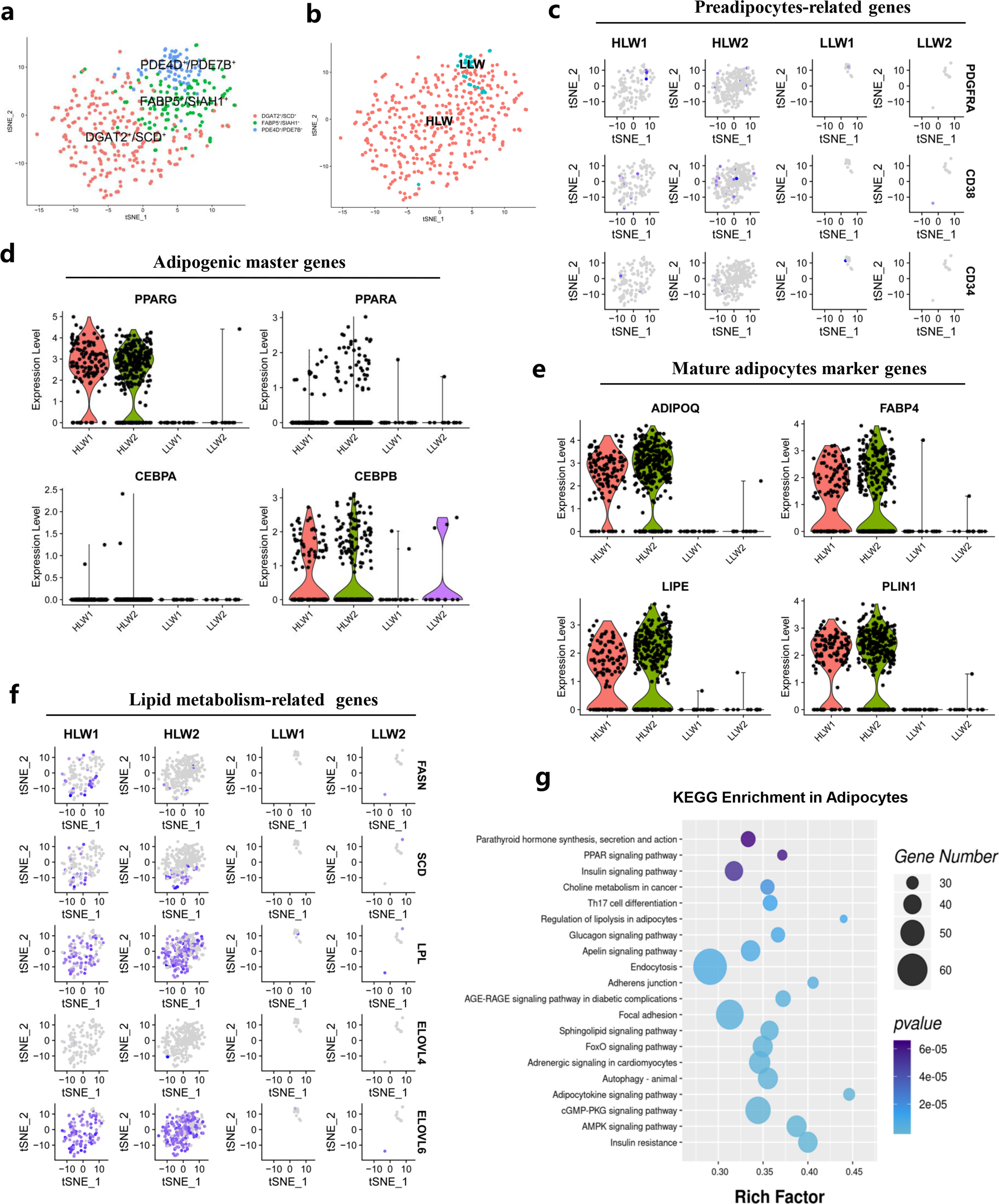 Fig. 4: Clustering and transcriptional dynamics of adipocytes.