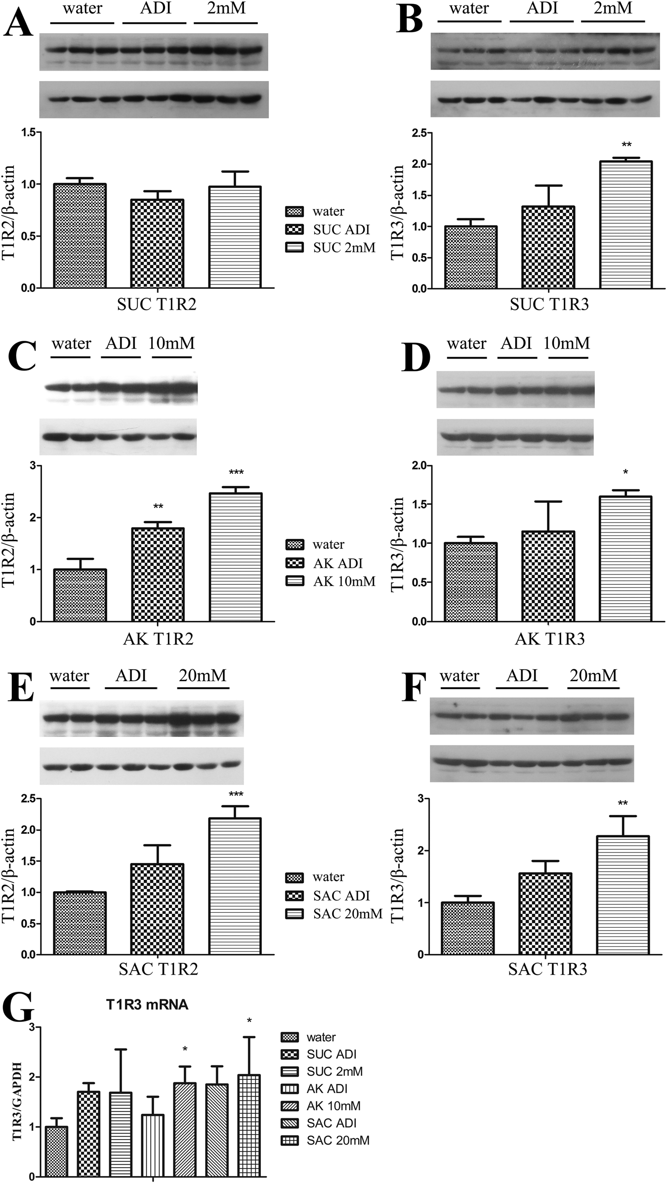Fig. 5: Increased T1R2/T1R3 expression in response to sweeteners given at low or high doses for 4 weeks to mice (n = 10).
