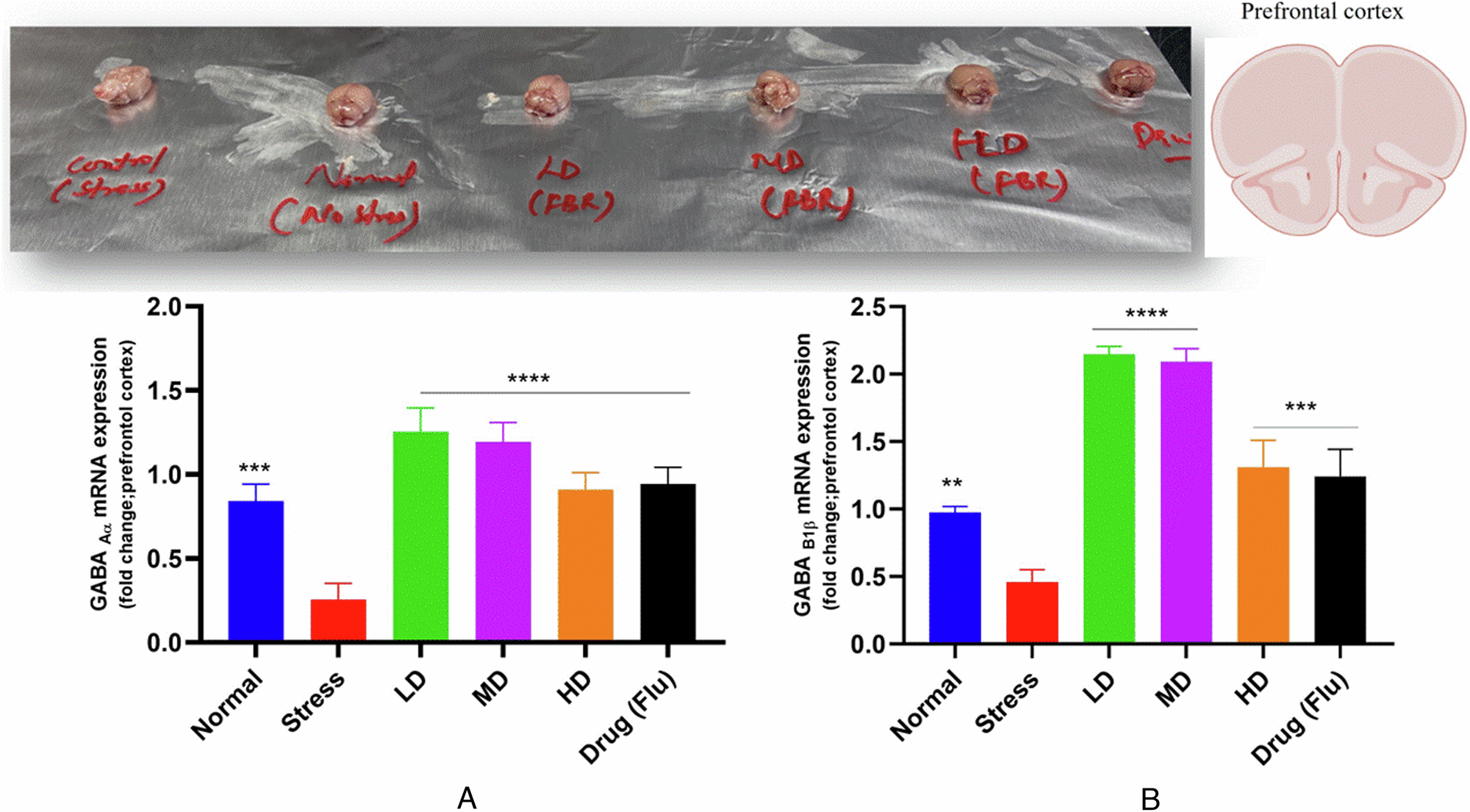 Fig. 10: Prefrontal cortex and jejunum gene expression of gamma-aminobutyric acid (GABA) receptor expression.