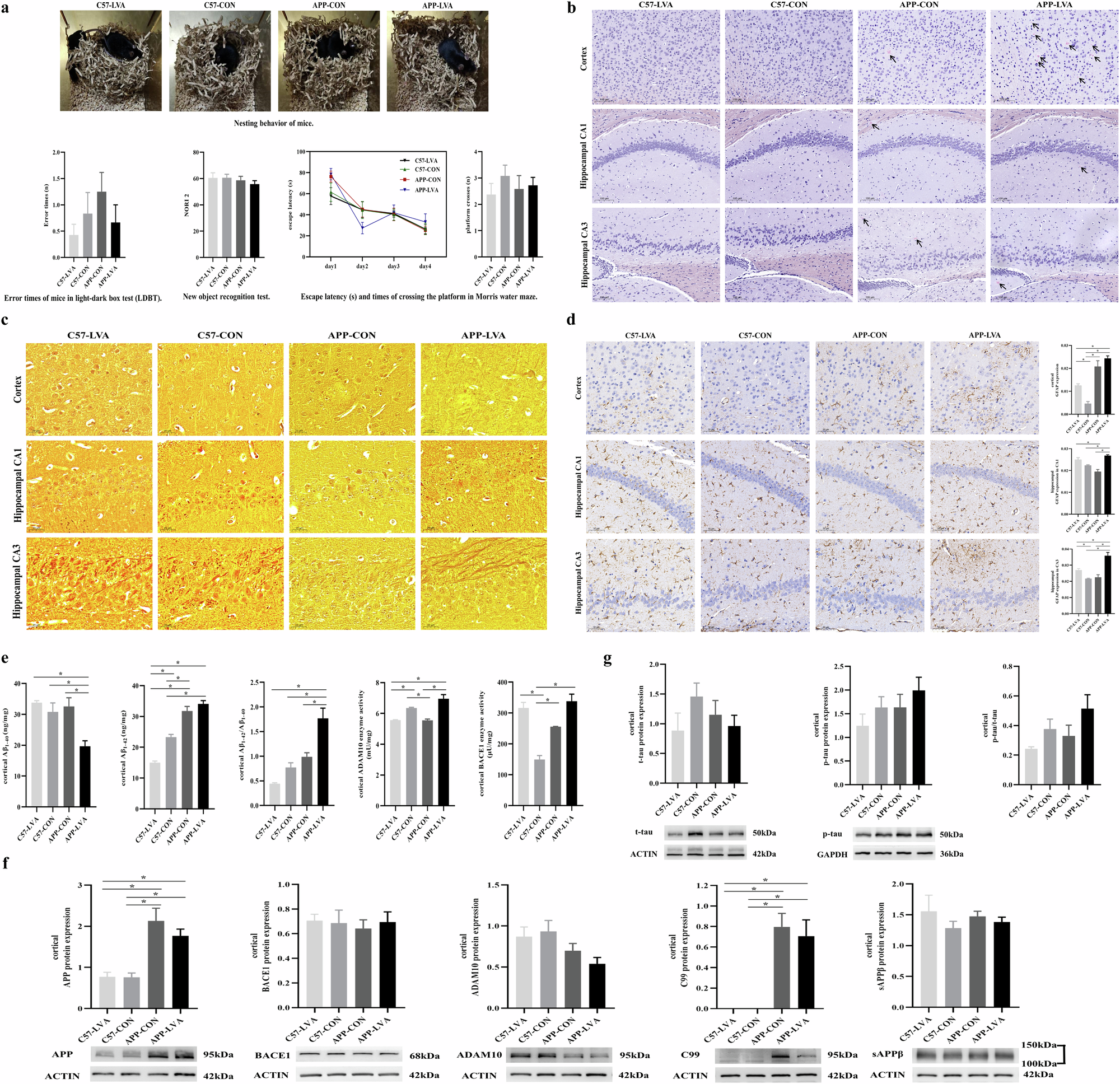 Fig. 5: Behavioral tests, AD pathological changes, and cortical Aβ content and metabolism-related enzyme activity and molecule expression.