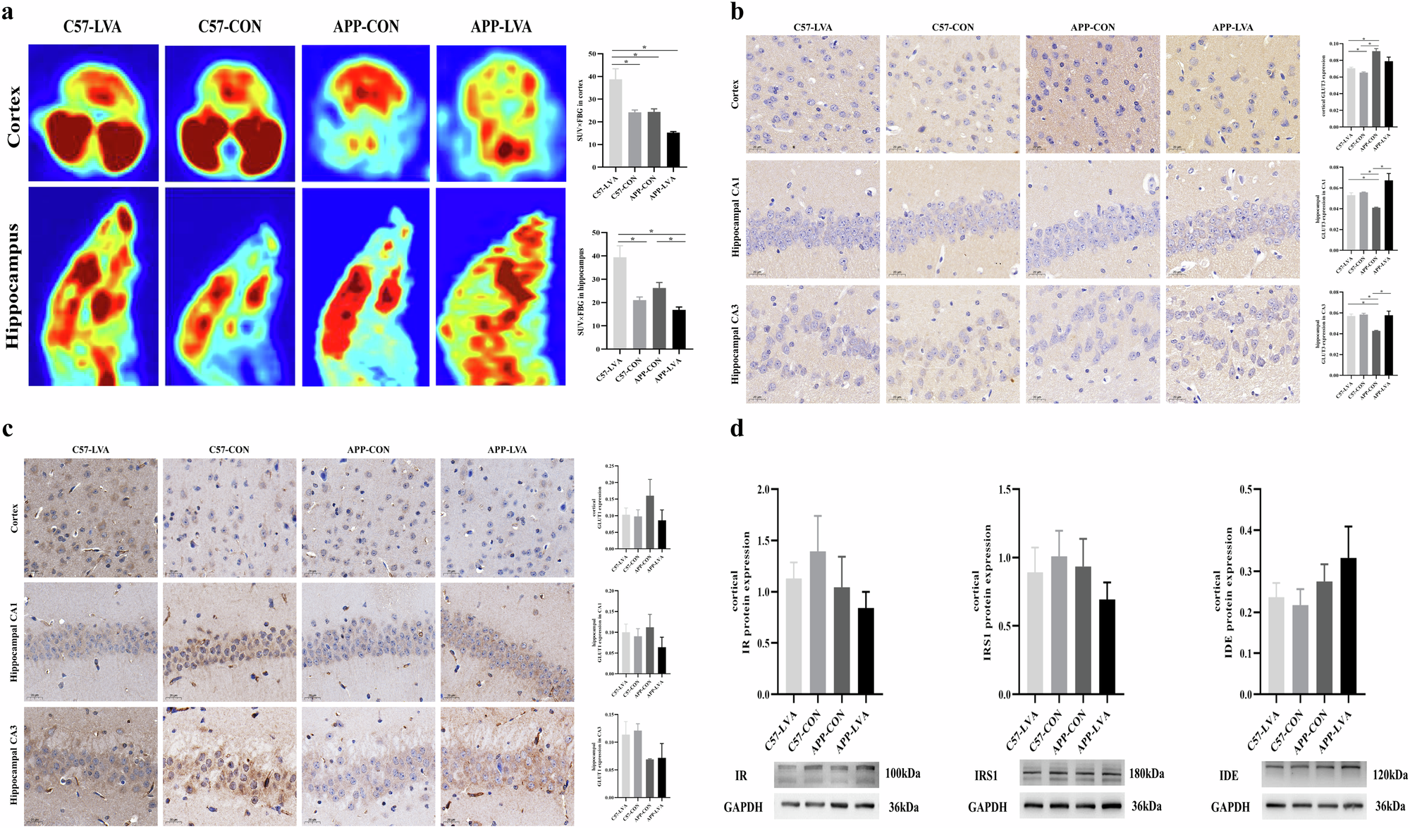 Fig. 6: Cerebral glucose uptake capacity and glucose transport- and metabolism-related molecule protein expression in mice at the end of the experiment.