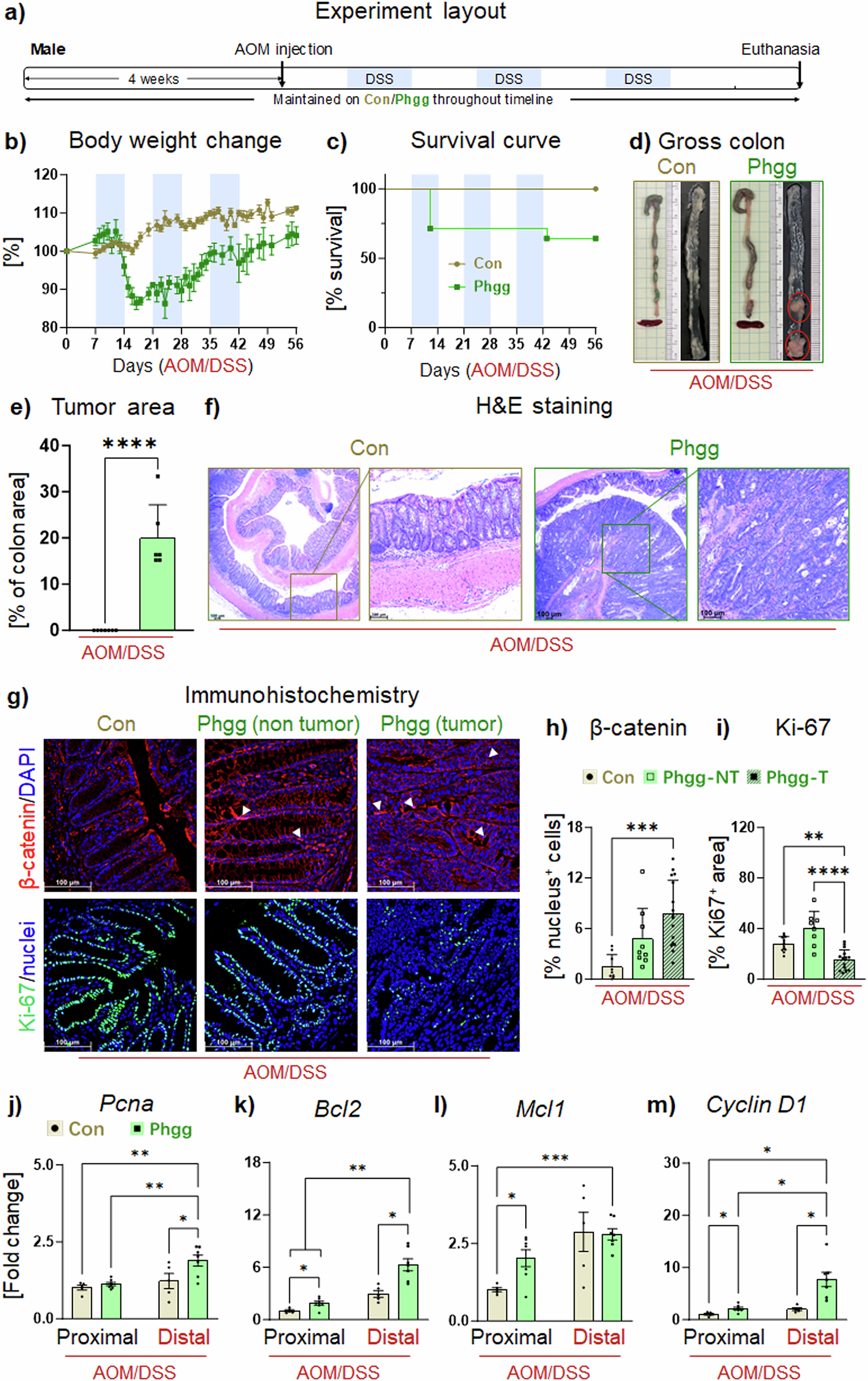Fig. 5: Phgg exacerbated colitis-associated colorectal cancer in AOM/DSS male mice.