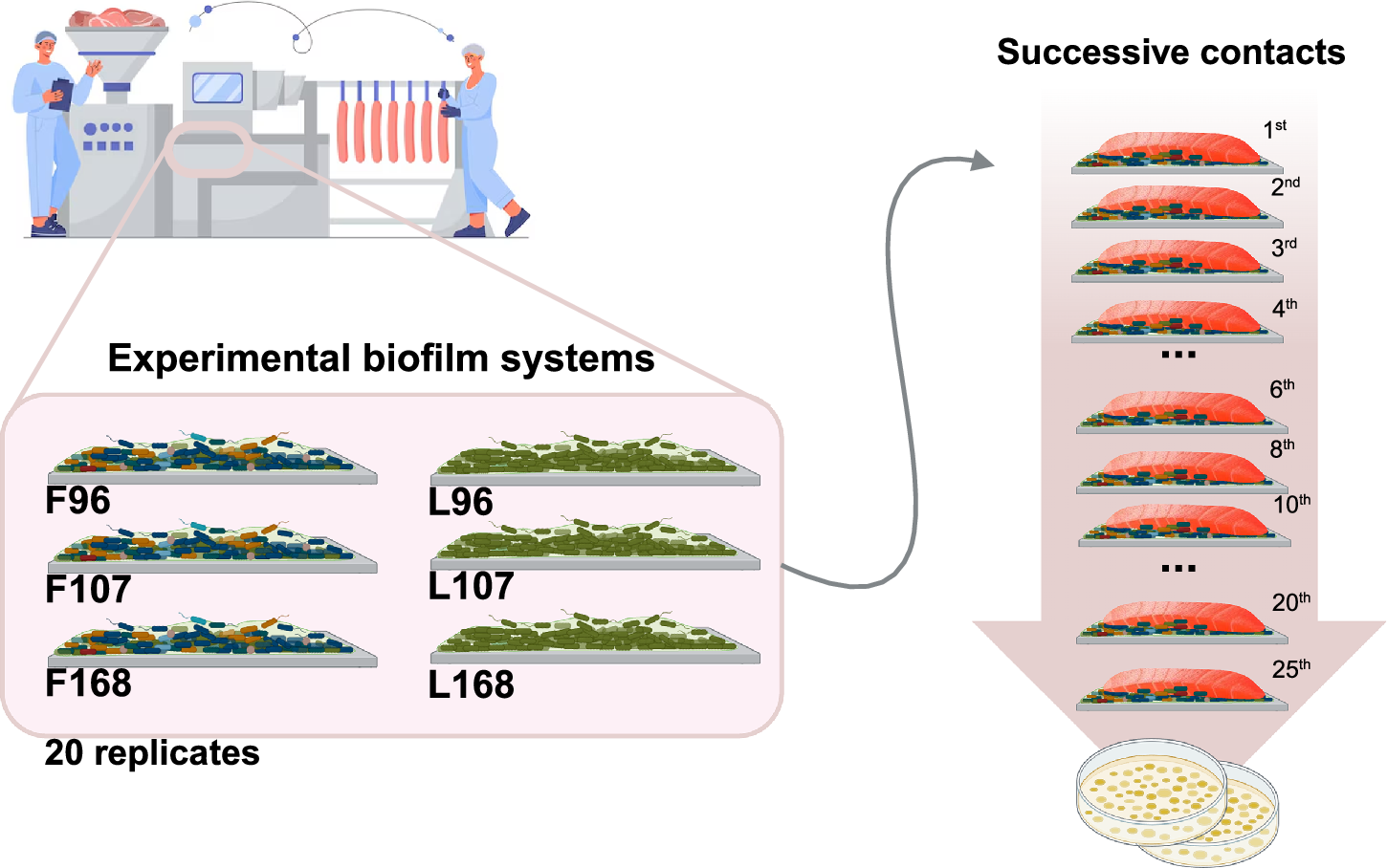 Fig. 9: Experimental design for the transfer of L. monocytogenes from biofilms to cold-smoked salmon.