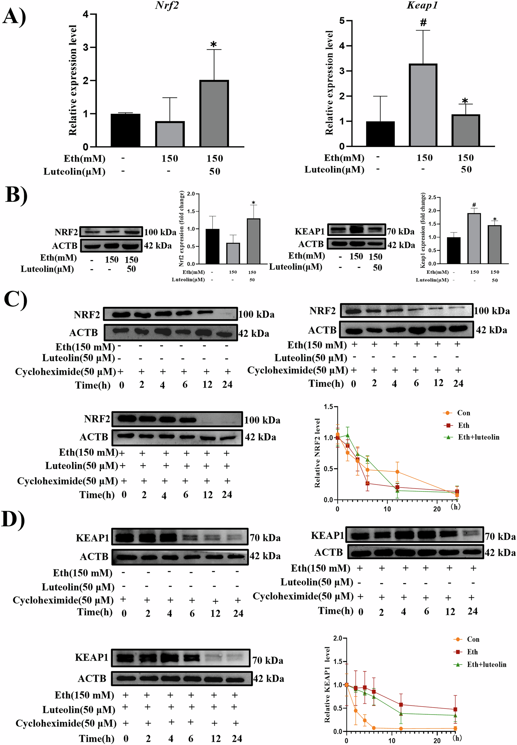 Fig. 5: Luteolin ameliorates NRF2 stability.