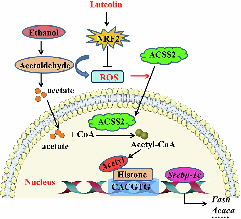 Fig. 7: Schematic diagram of the potential mechanisms by which luteolin prevents alcoholic liver injury.