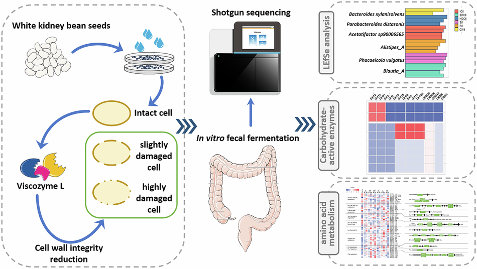 Metagenomic insights into effect of pulse cell wall integrity on gut microbiota, CAZyme gene responses and starch/protein metabolism during in vitro fecal fermentation