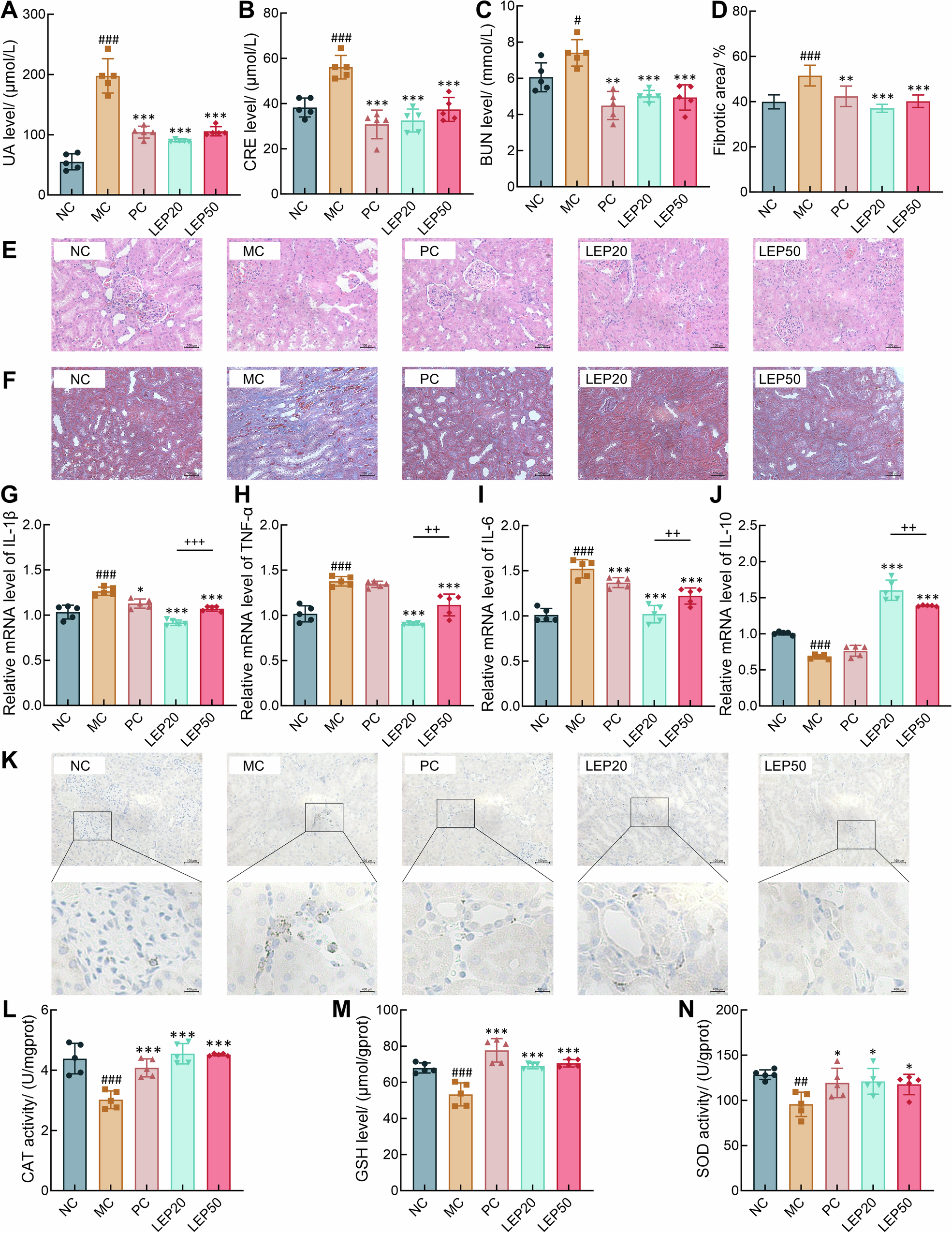Fig. 3: Effects of LEP fractions on renal function, inflammation and oxidative stress in HUA rats.