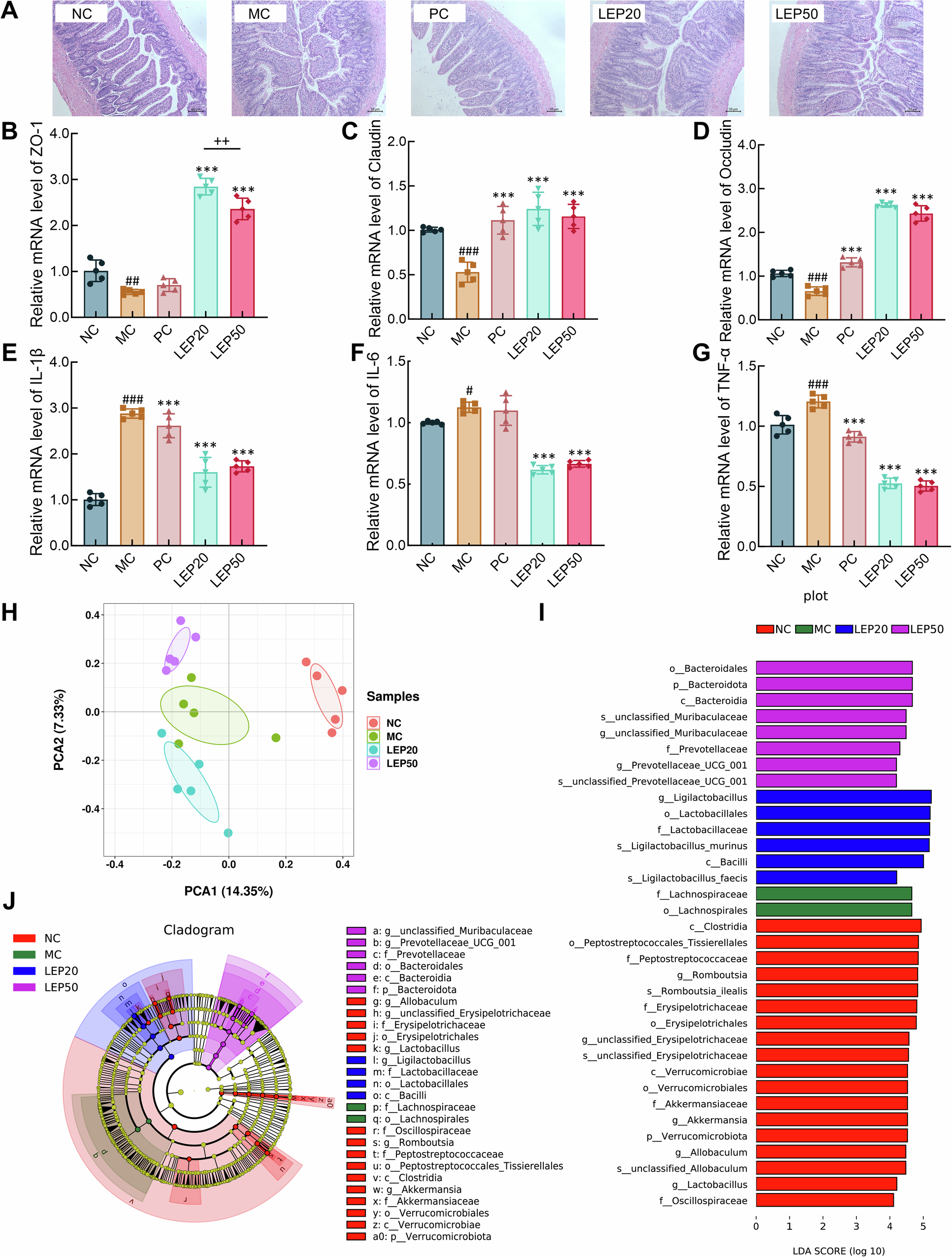 Fig. 6: Effects of LEP fractions on intestinal mucosal barrier, inflammatory response and microorganism in HUA rats.
