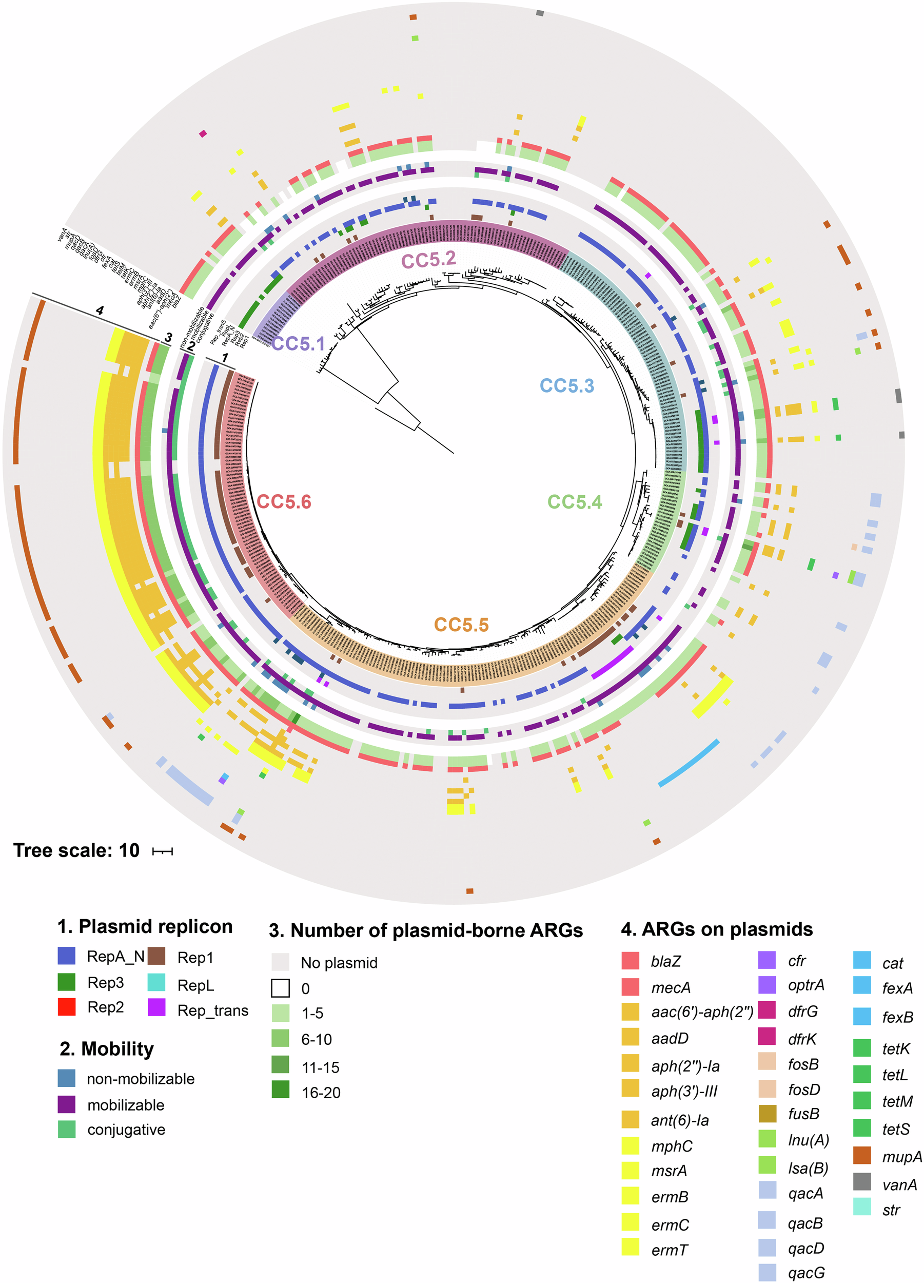 Fig. 4: Plasmid diversity and distribution of plasmid-borne ARGs in CC5 Lineage.