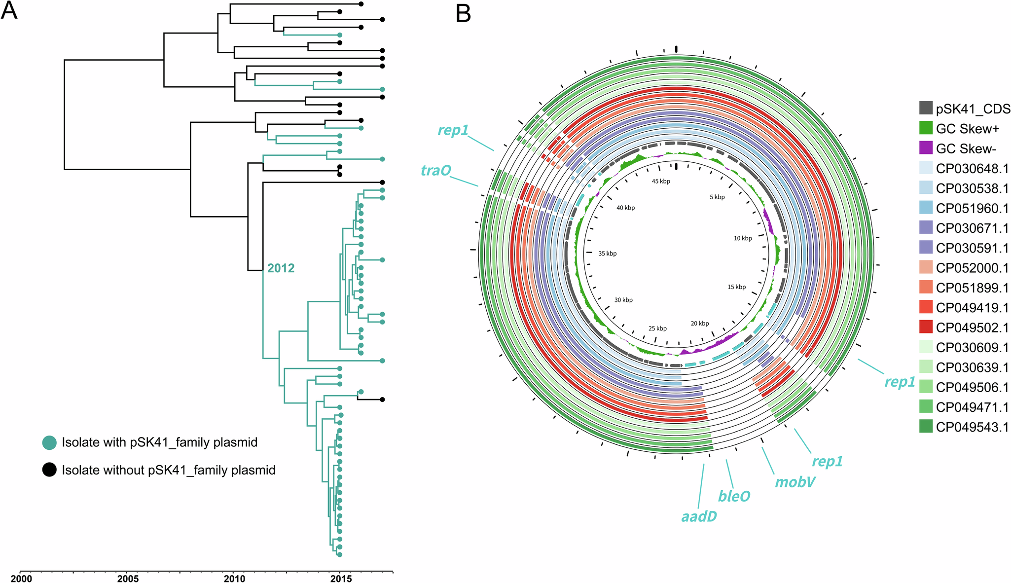 Fig. 5: Evolutionary dynamics and genomic characterization of the pSK41-carrying clade within CC5 lineages.