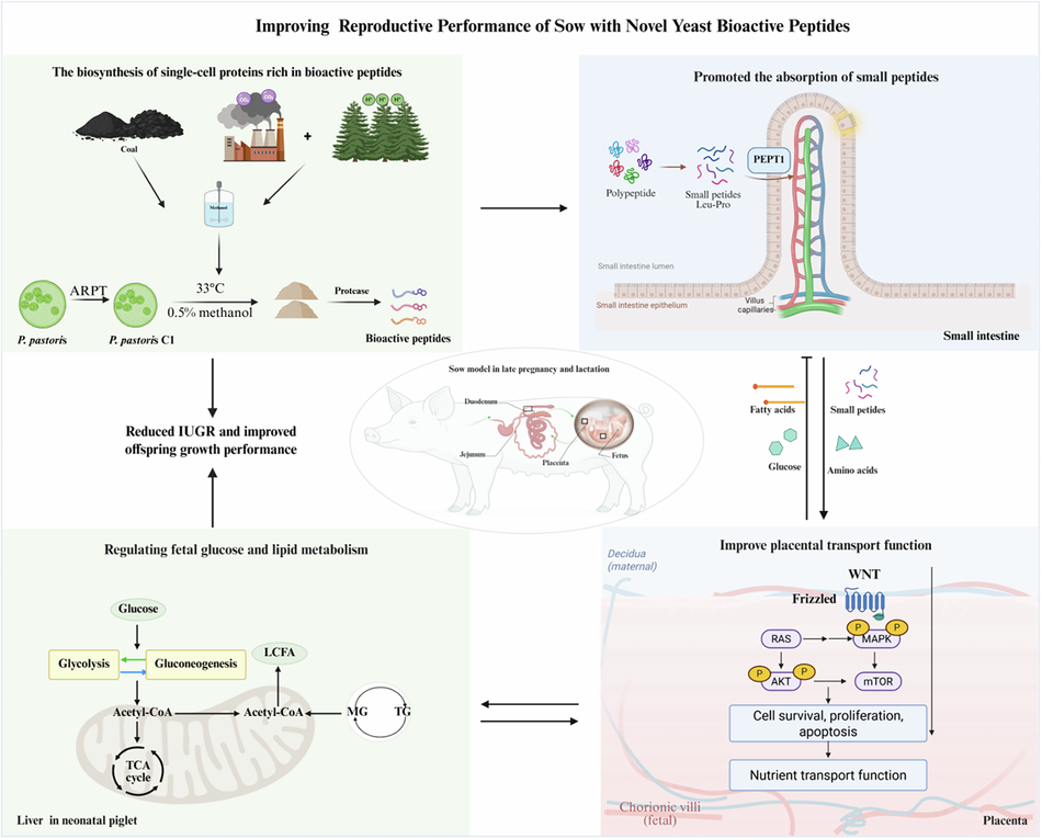 One-carbon-derived bioactive peptides improve reproductive performance via regulating placental nutrient transport and offspring glycolipid metabolism