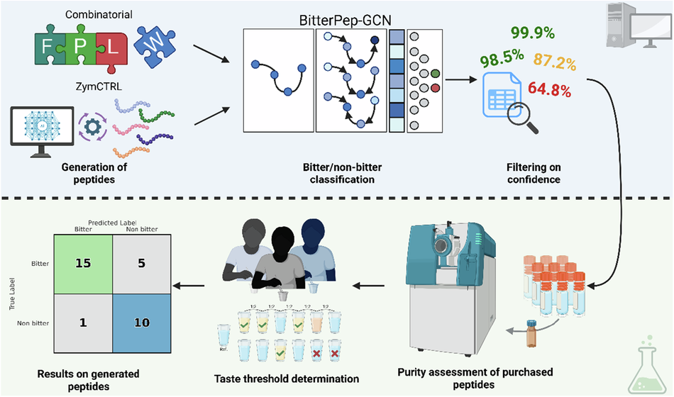 Photograph accompanying Blinded tasters confirm a bitterness model on 25 of 31 newly designed peptides