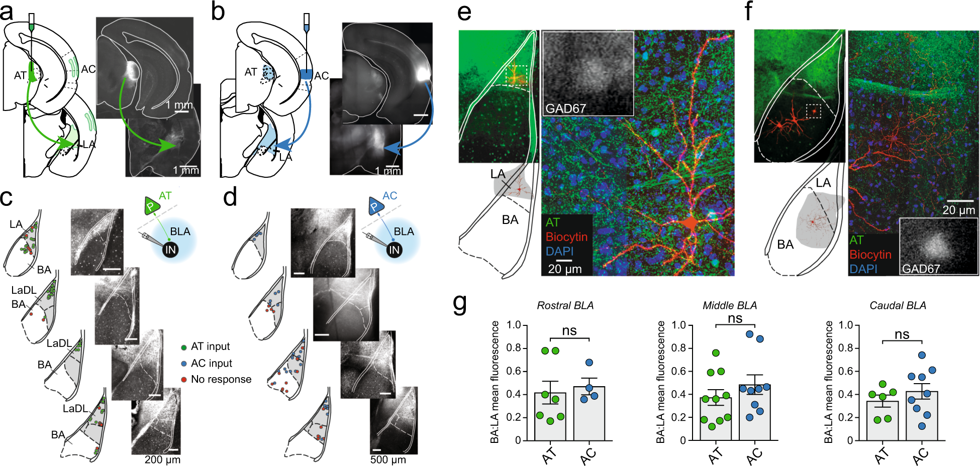 Fig. 2: Auditory input targets the lateral amygdala (LA).