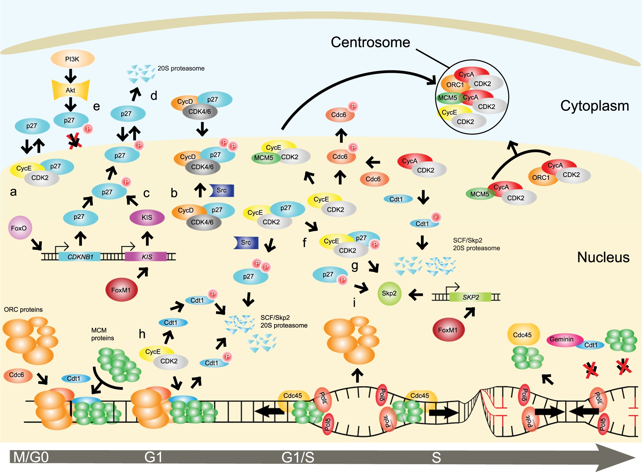 Quantitative Systems Biology to decipher design principles of a 