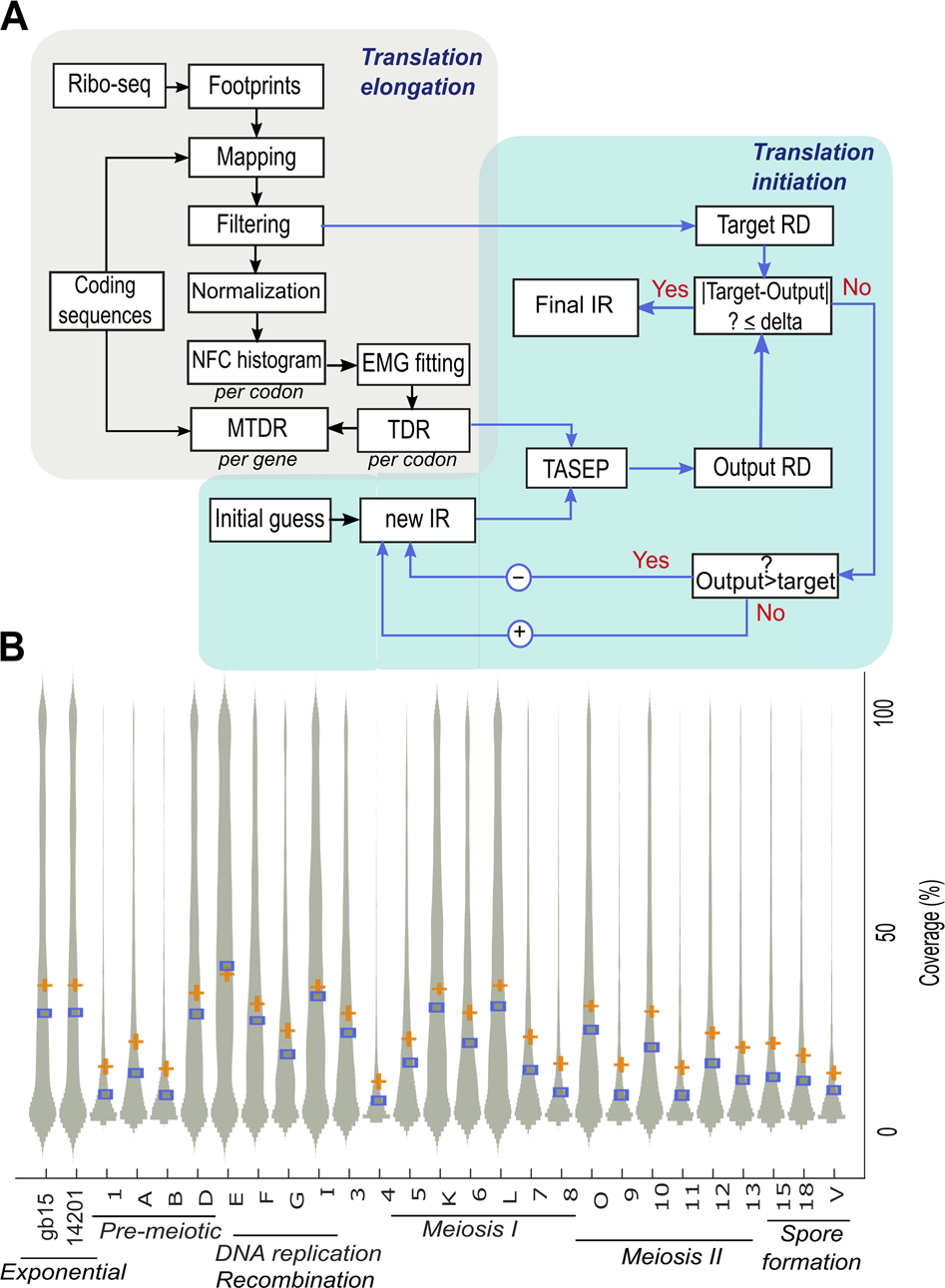 Flow Chart Of Transcription And Translation