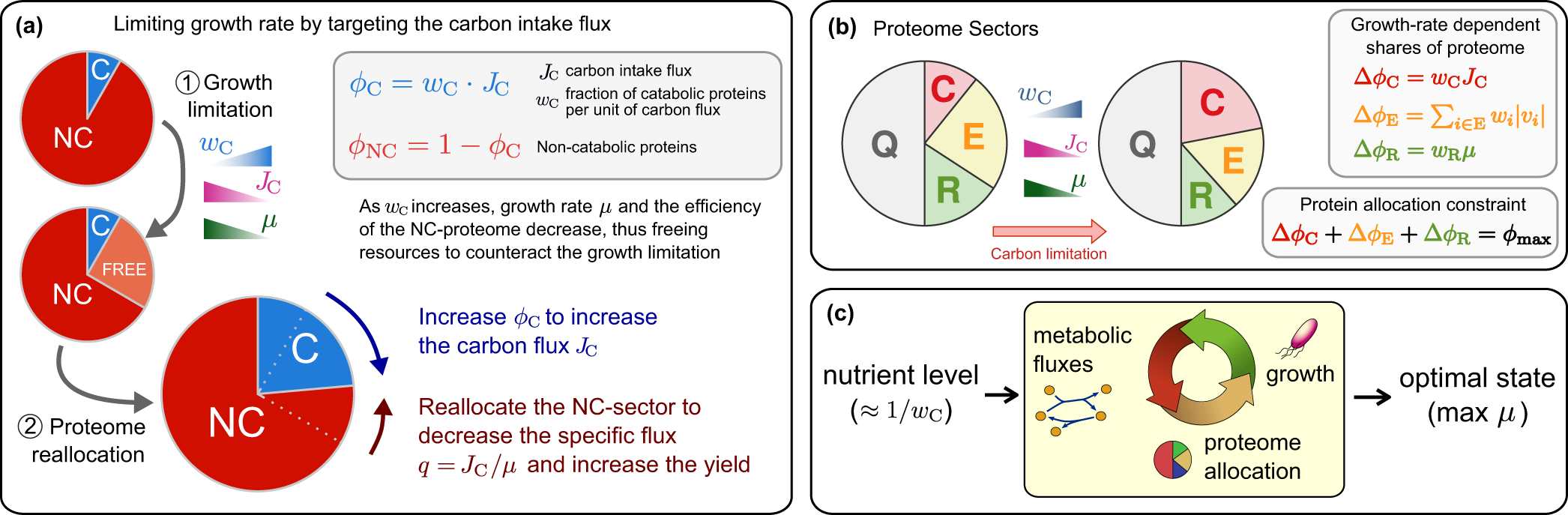 A Yield Cost Tradeoff Governs Escherichia Coli S Decision Between Fermentation And Respiration In Carbon Limited Growth Npj Systems Biology And Applications
