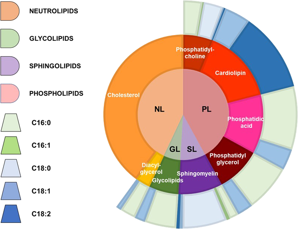 Fig. 2: Reconstructed average composition of M. pneumoniae membrane lipids and their respective fatty acid chains when the bacterium is grown on a serum-rich medium.