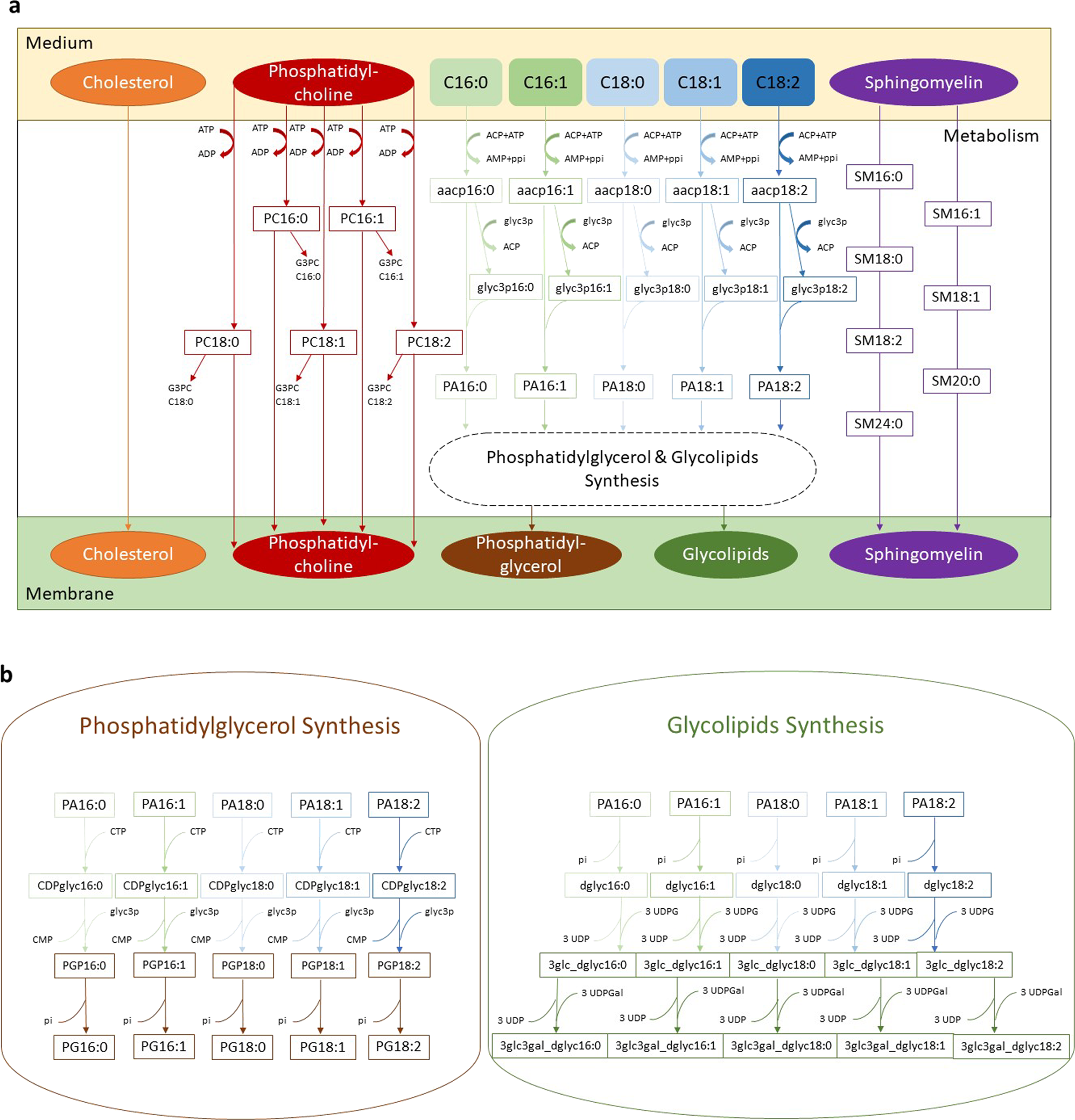 Fig. 3: Implementation scheme of the lipid pathways and membrane formation in iEG158_mpn, when M. pneumoniae is grown on serum-free medium.