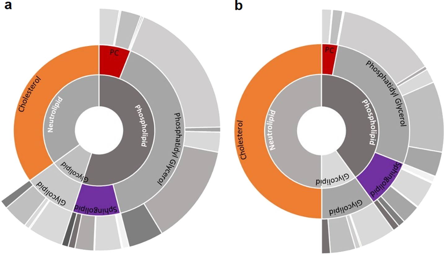 Fig. 4: Interrelation between cholesterol, sphingomyelin and phosphatidylcholine proportions in the membrane of M. pneumoniae as simulated by iEG158_mpn when grown in silico on the predicted optimal serum-free medium.