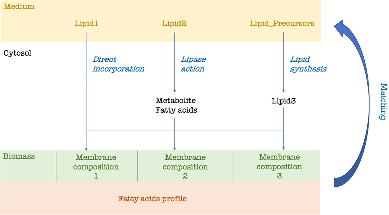 Fig. 8: In silico strategy for predicting lipid composition of growth medium.