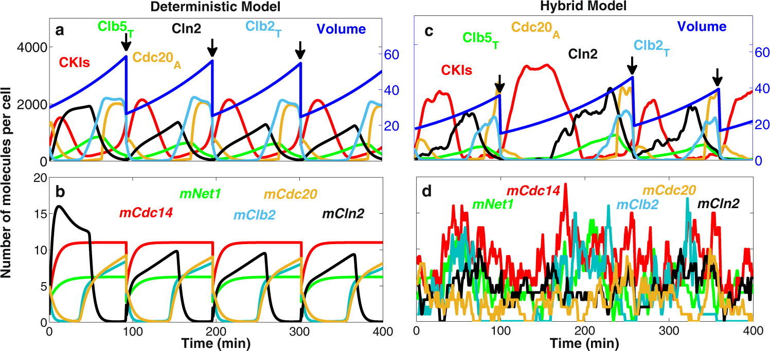 Fig. 1: Deterministic and hybrid stochastic simulations of the model.