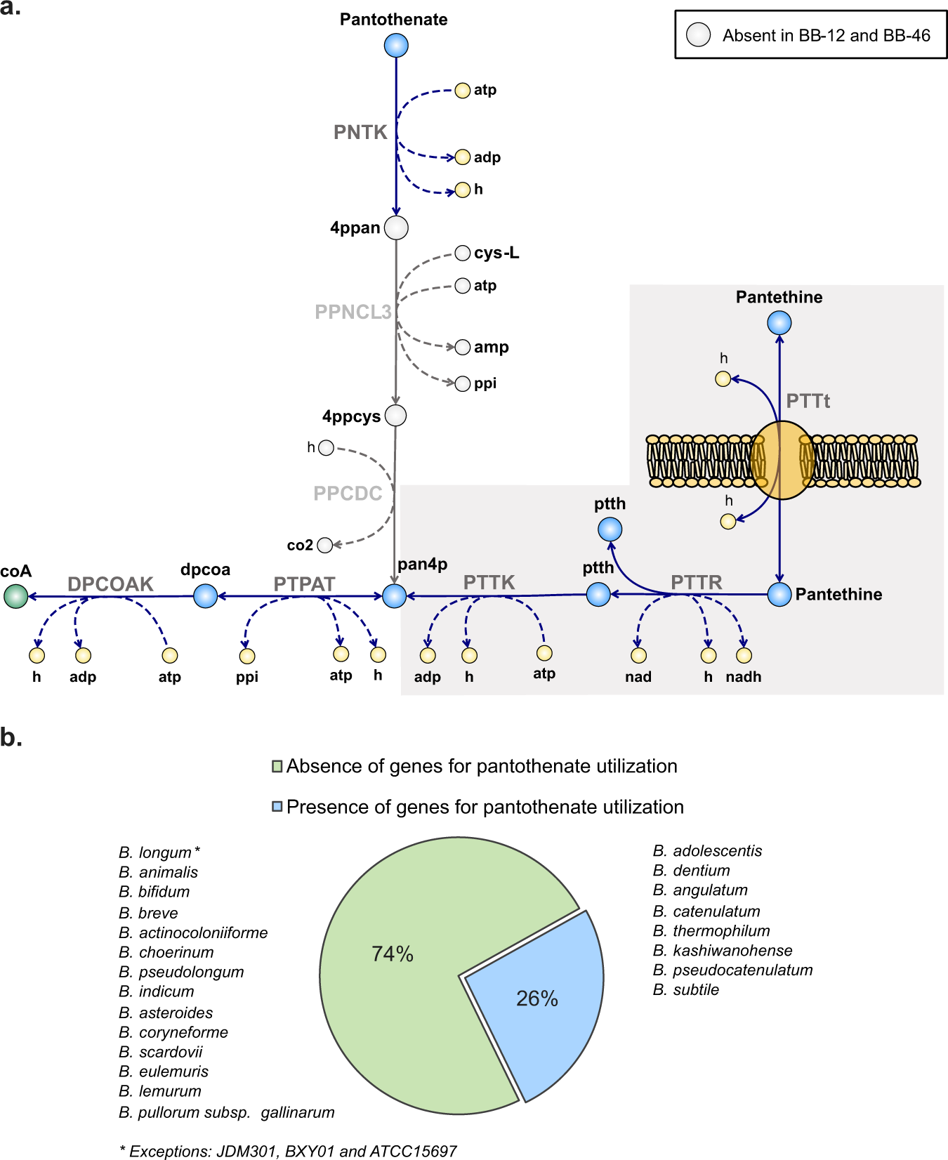 Fig. 4: Coenzyme A biosynthesis in bifidobacteria.