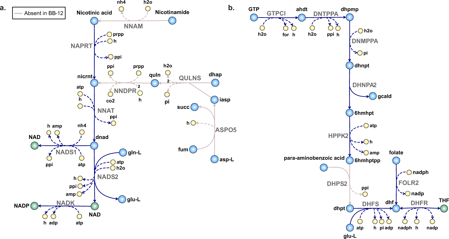 Fig. 5: NAD(P)+ and tetrahydrofolate (THF) synthesis in BB-12 and BB-46.