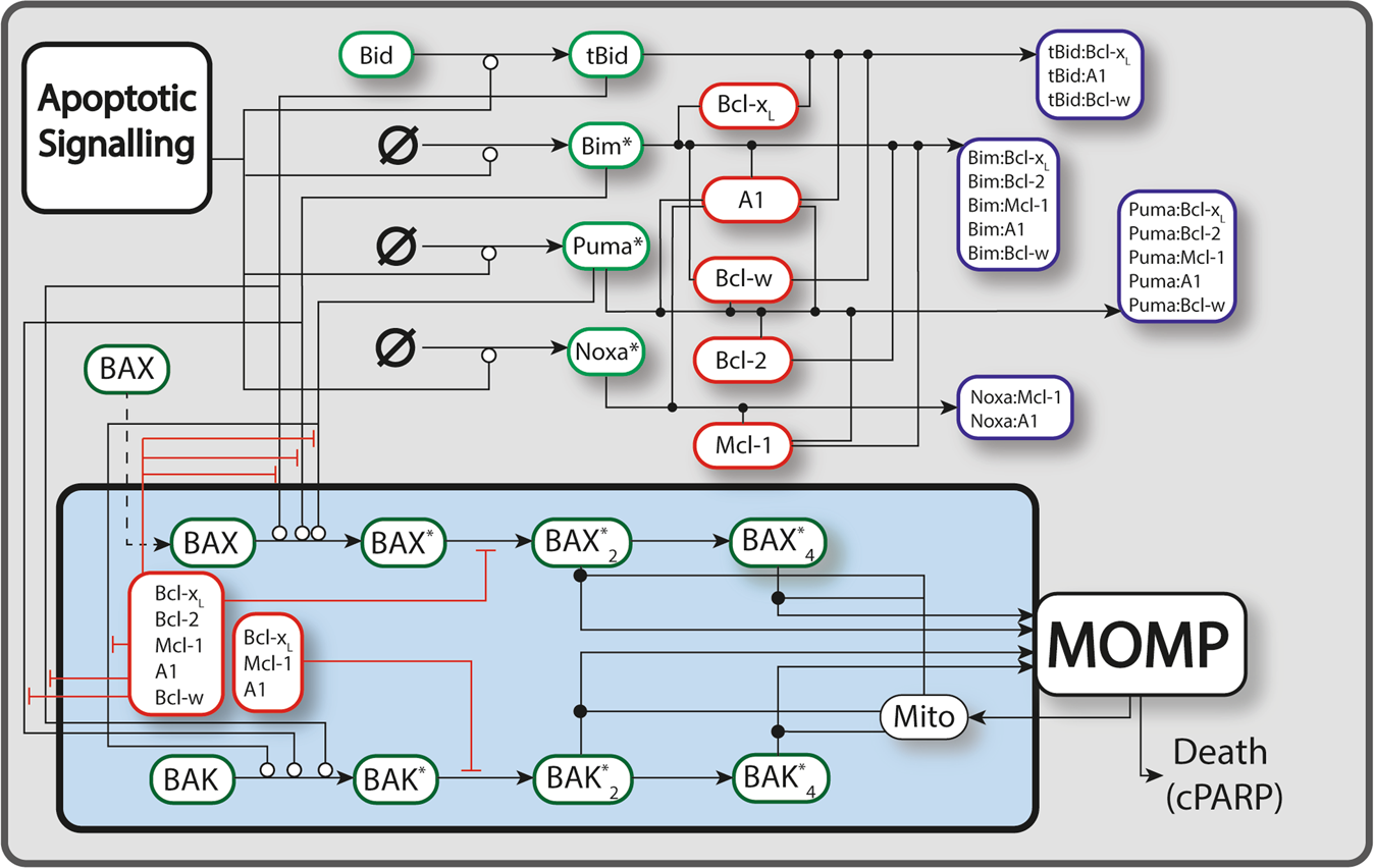 Fig. 1: A schematic diagram of the apoptotic signaling network.