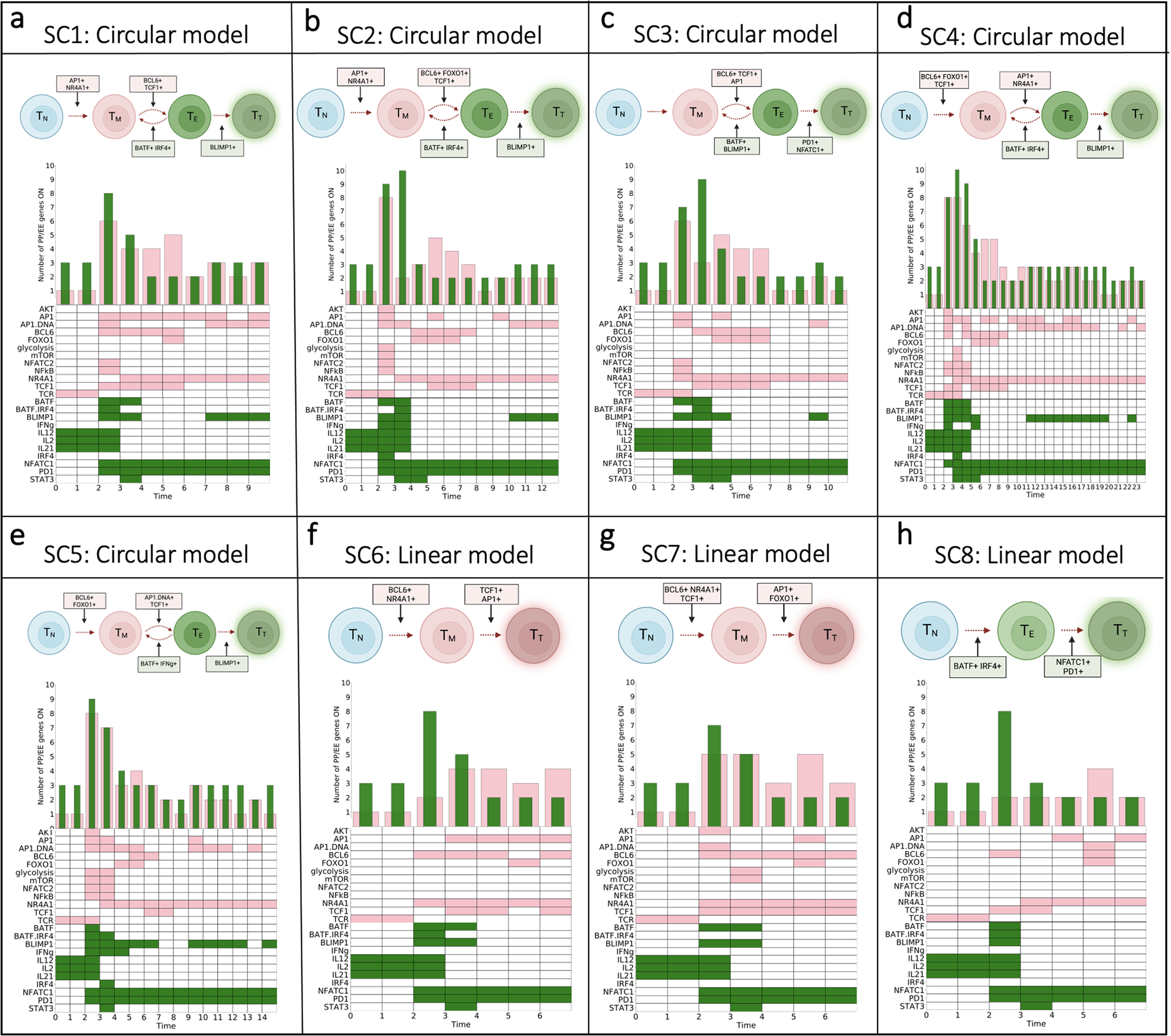 Fig. 4: Evolution of T cell states and associated differentiation models.