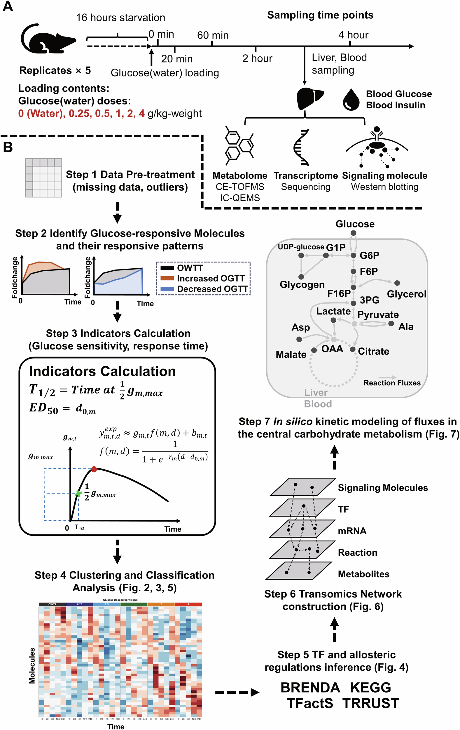 Time and dose selective glucose metabolism for glucose homeostasis and  energy conversion in the liver | npj Systems Biology and Applications