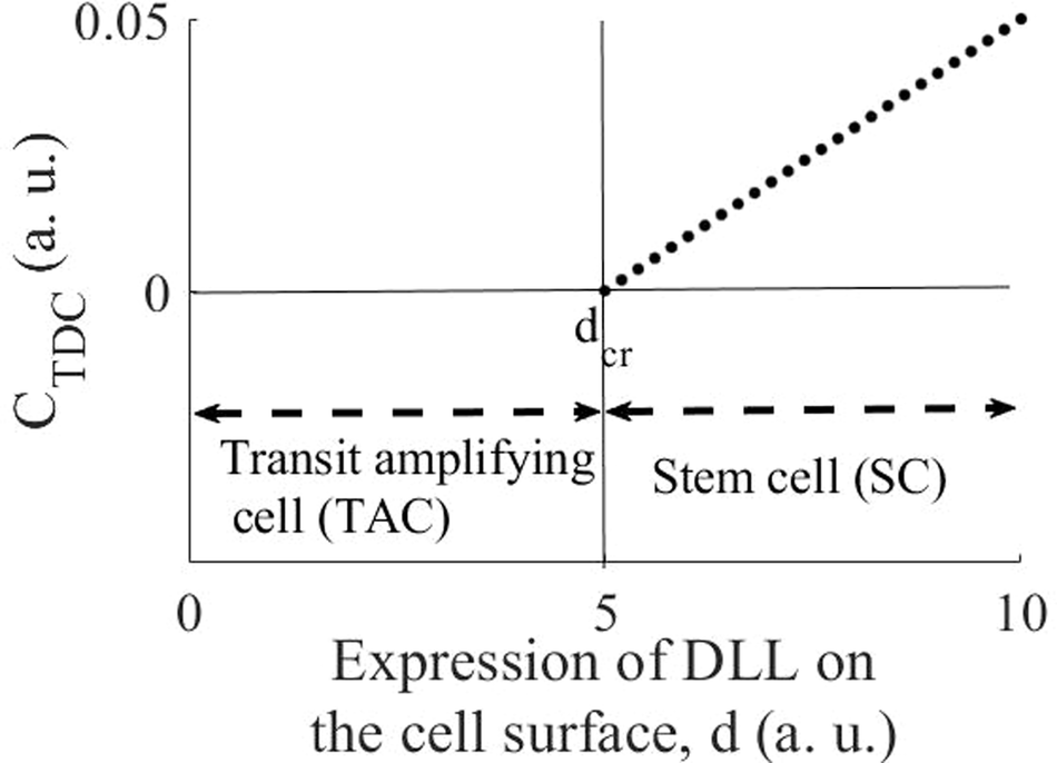 On the mechanisms of epidermal stemness and differentiation