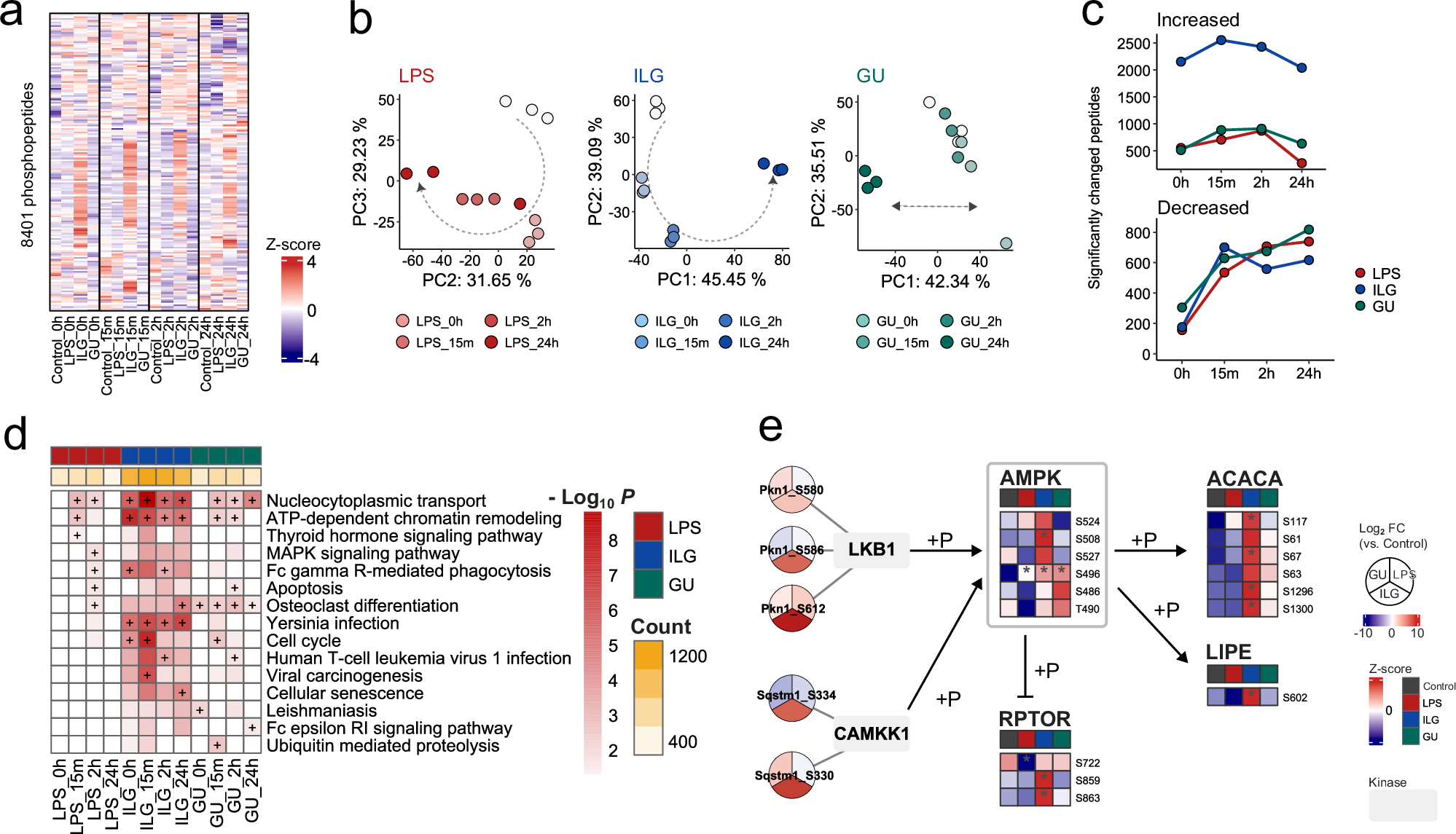 Fig. 4: Investigating unique phosphoproteome alterations in ILG- and GU-treated RAW264.7 cells.