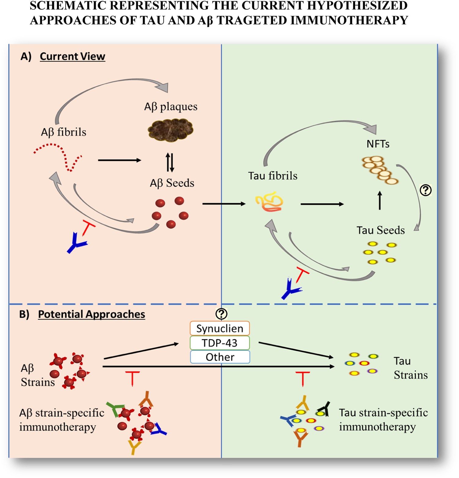 Prospects For Strain Specific Immunotherapy In Alzheimers - 