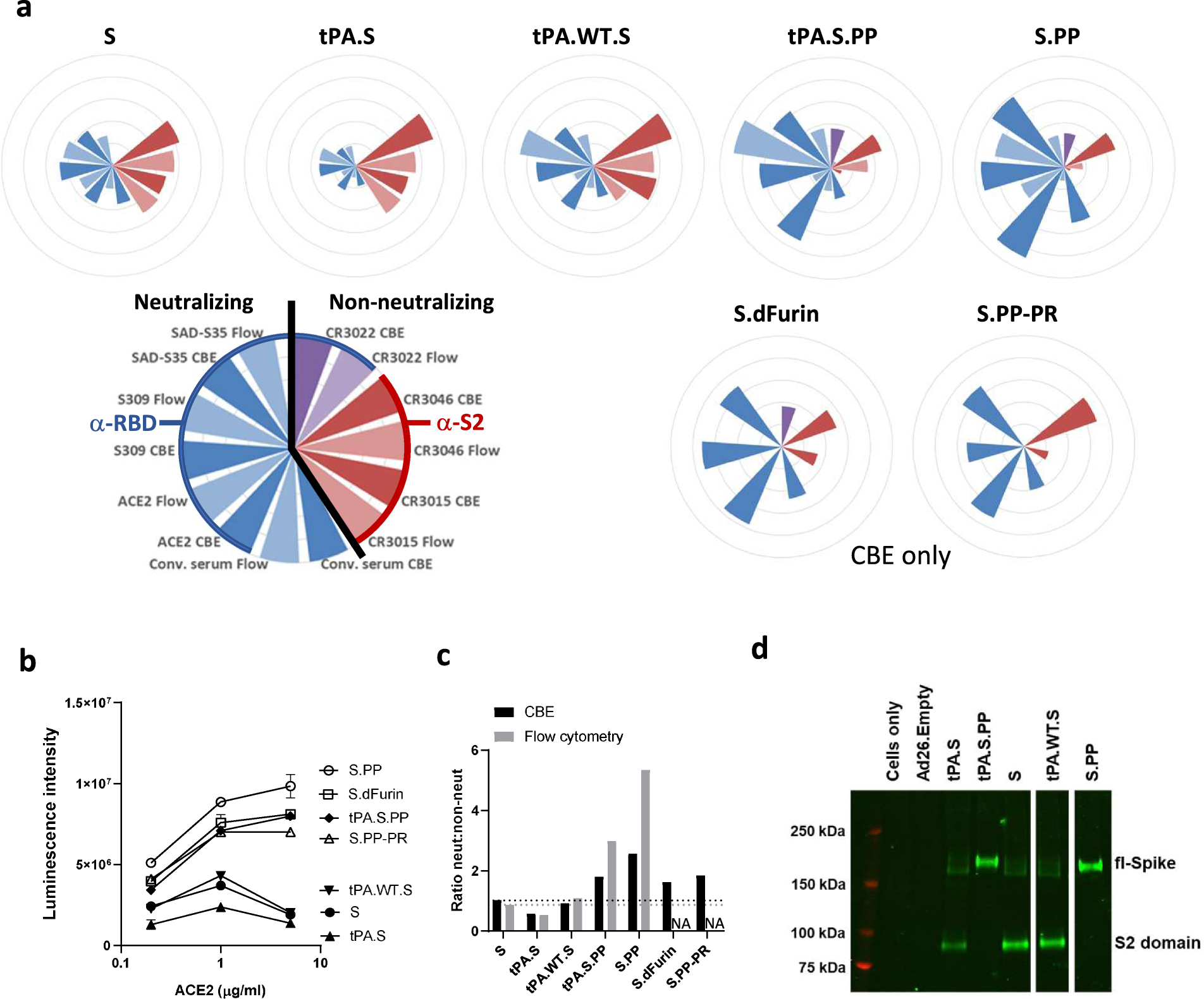 Fig. 2: S protein antigenicity.
