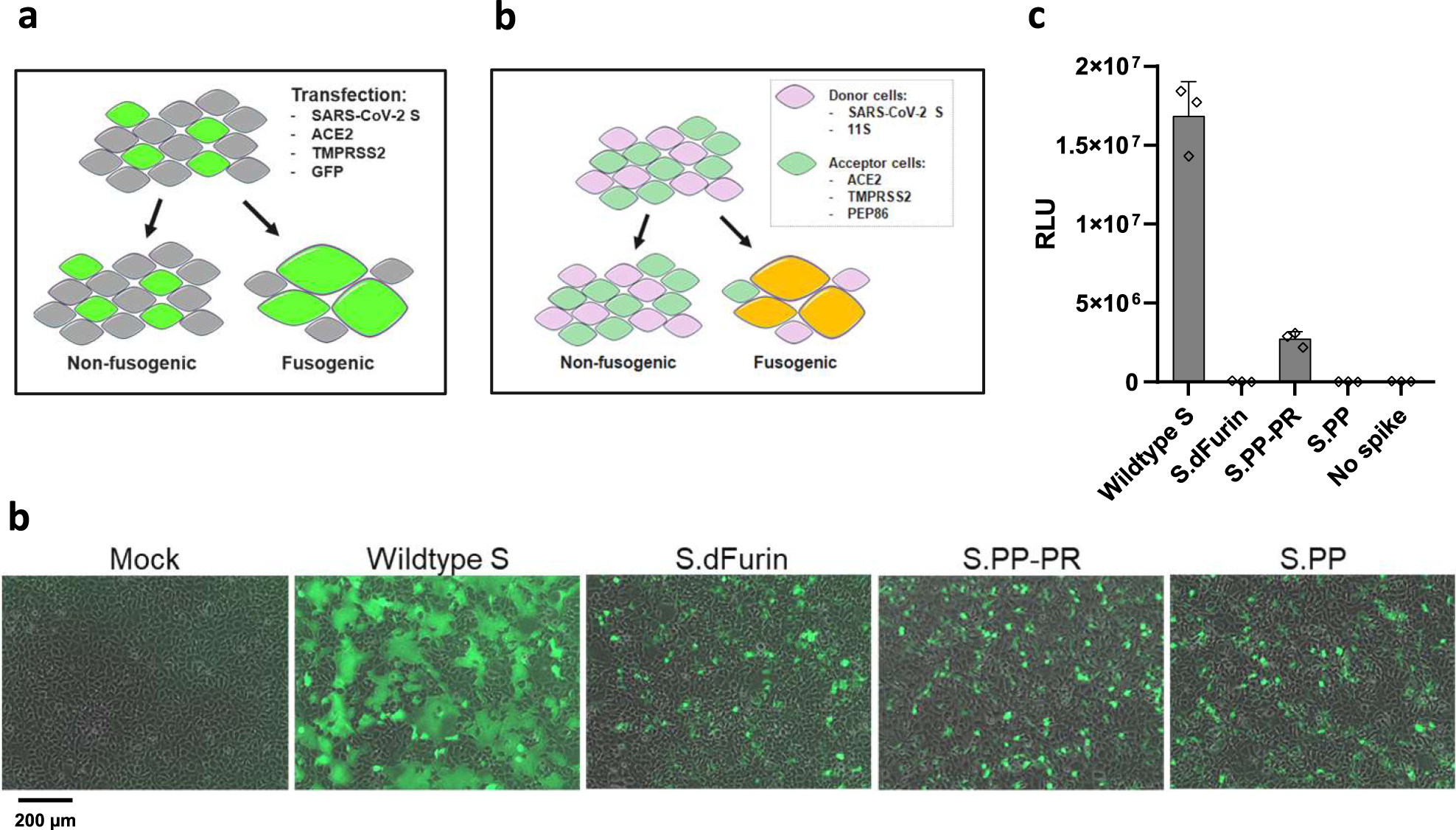 Fig. 4: Effect of stabilizing mutations on fusogenicity of S protein.