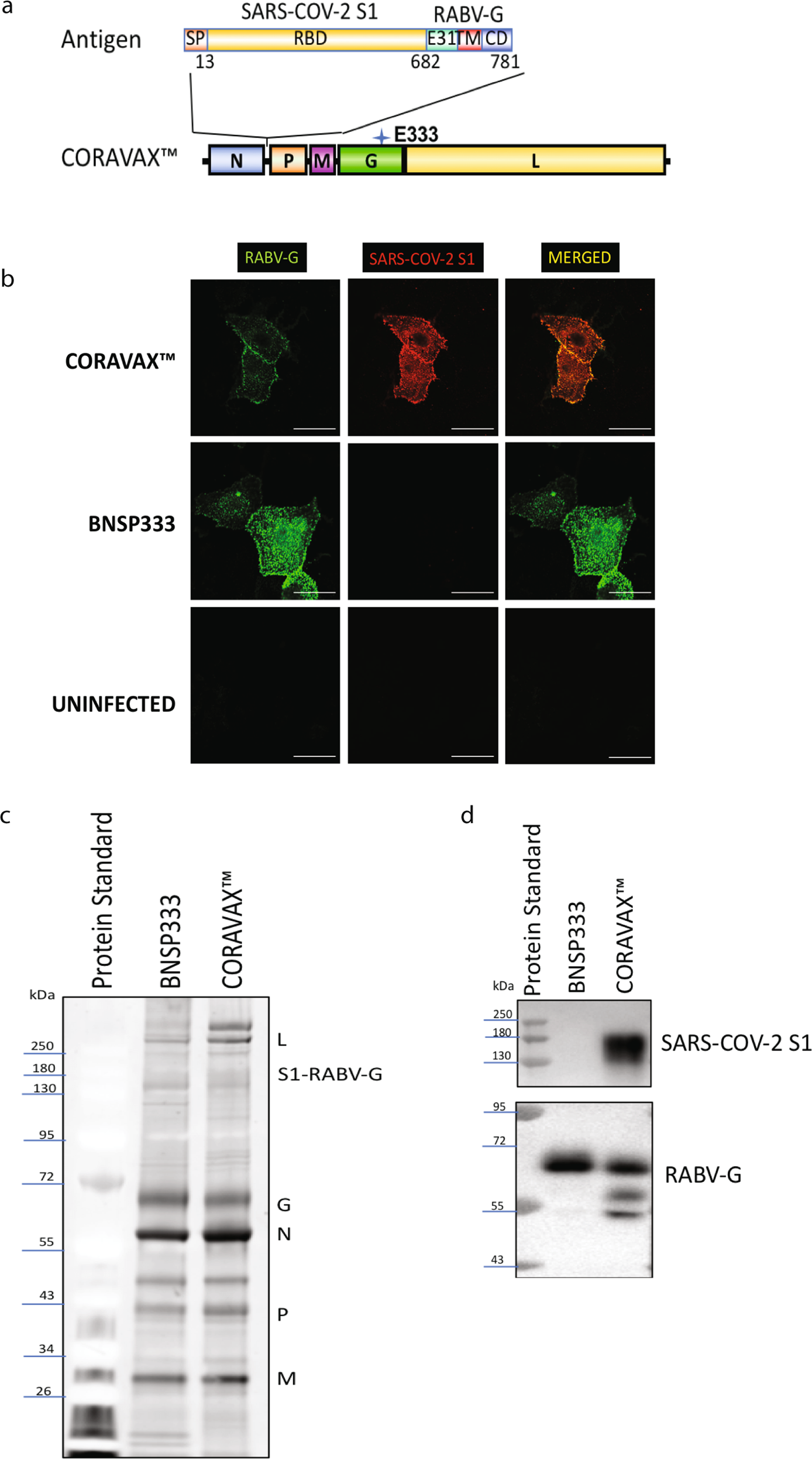 Rabies Virus Based Covid 19 Vaccine Coravax Induces High Levels Of Neutralizing Antibodies Against Sars Cov 2 Npj Vaccines