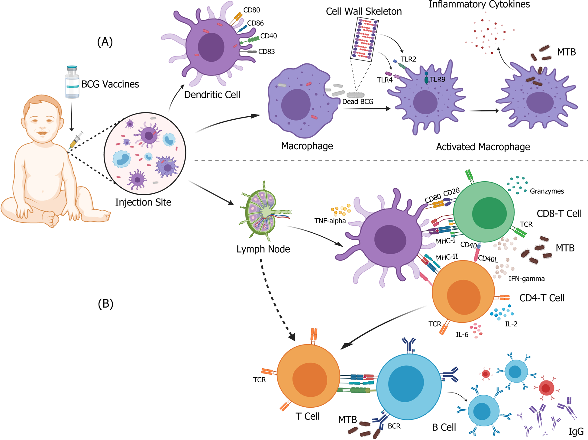 The double-sided effects of Mycobacterium Bovis bacillus Calmette–Guérin  vaccine | npj Vaccines