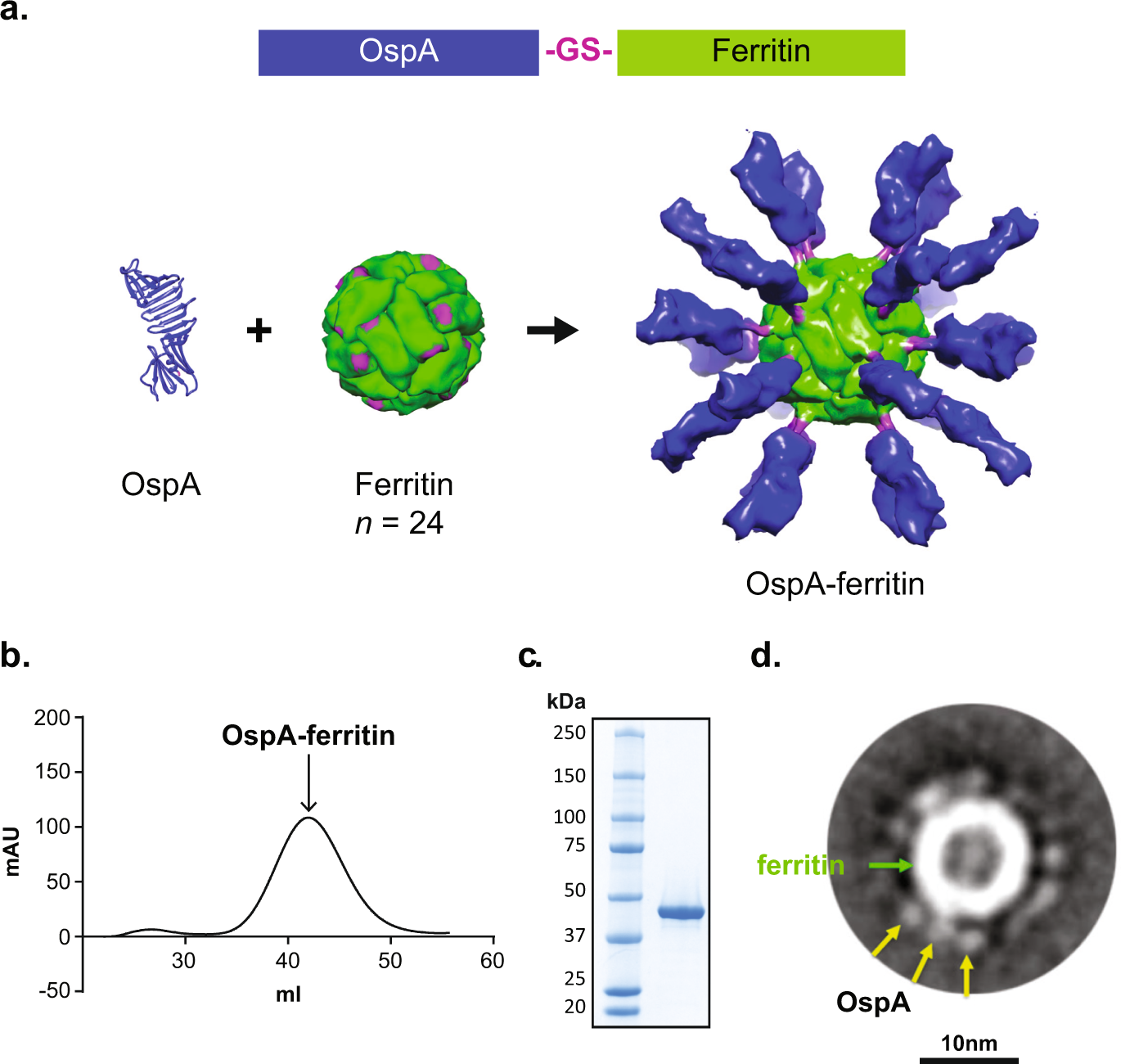 Design of a broadly reactive Lyme disease vaccine | npj Vaccines