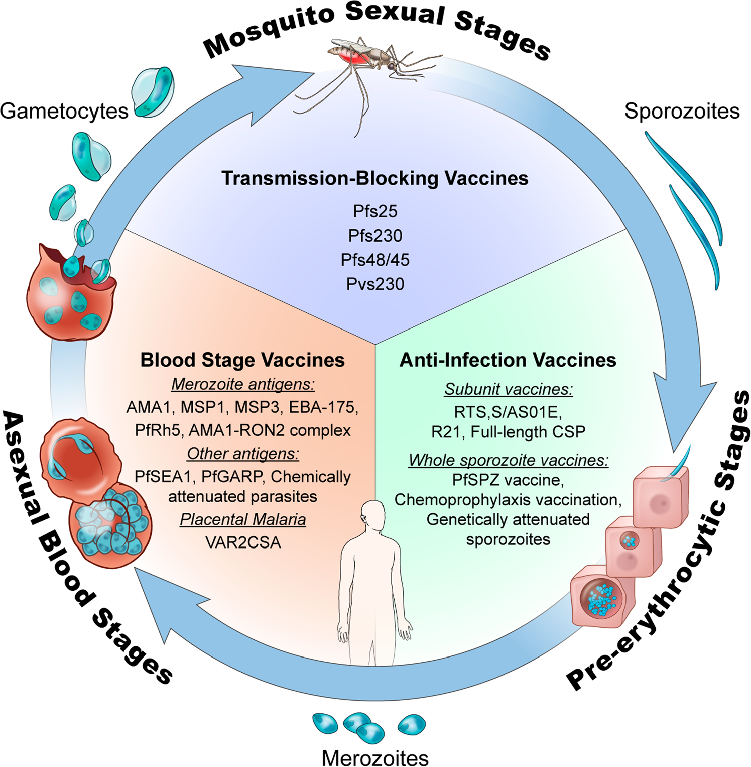 Malaria vaccines since 2000: progress, priorities, products | npj Vaccines