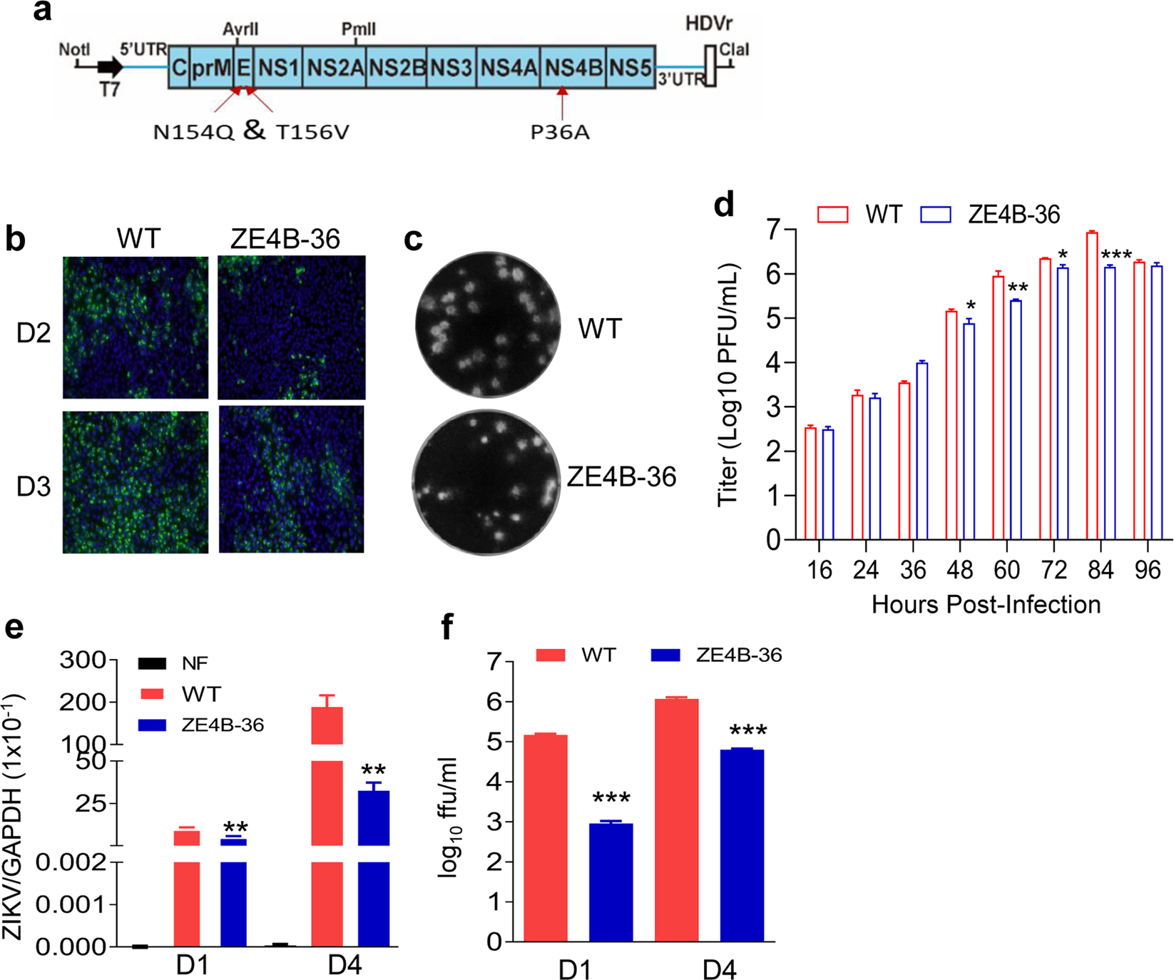 Immunization of Mice with a Live Transconjugant Shigella Hybrid Strain  Induced Th1 and Th17 Cell‐Mediated Immune Responses and Confirmed Passive  Protection Against Heterologous Shigellae - Nag - 2016 - Scandinavian  Journal of