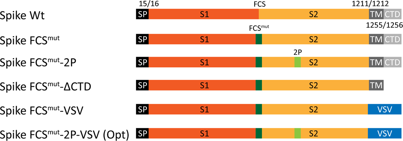 An Alphavirus Replicon Based Vaccine Expressing A Stabilized Spike Antigen Induces Protective Immunity And Prevents Transmission Of Sars Cov 2 Between Cats Npj Vaccines
